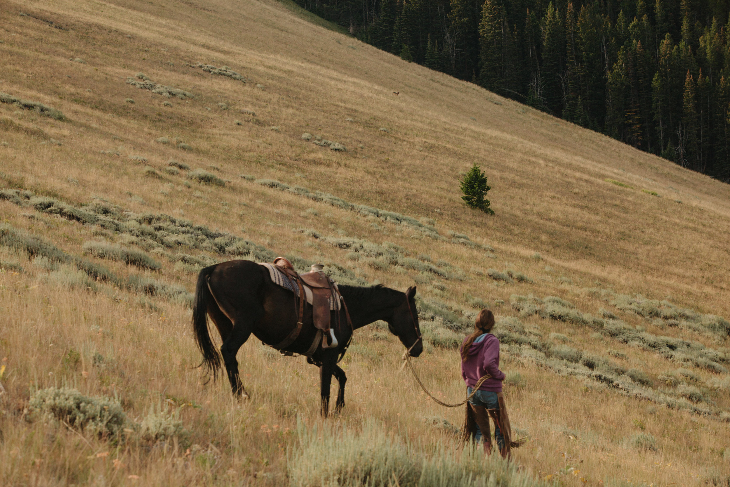 On an early morning in August, a range rider spots a wolf on her morning ride in Tom Miner Basin. A pack of wolves den in Tom Miner Basin in close proximity to ranches and cattle grazing pastures. The pack has had a litter at a den site in Tom Miner each year since 2014.