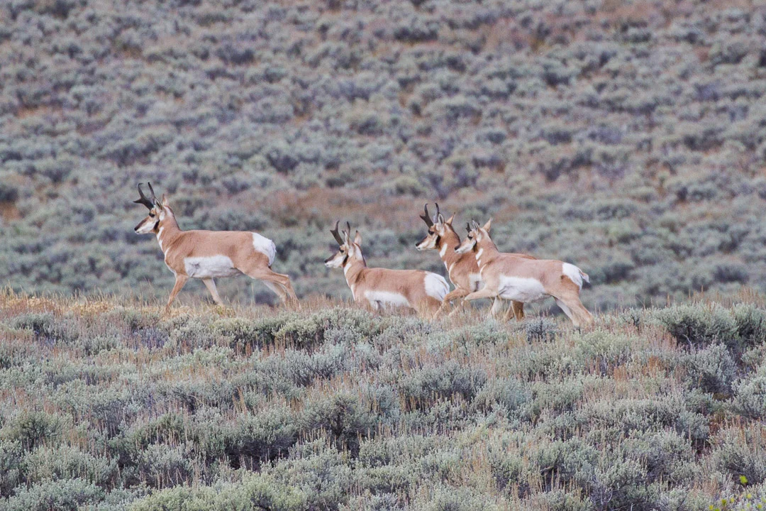 A bachelor herd of pronghorn antelope in the Gros Ventre mountains near Grand Teton National Park. ( Photo courtesy Josh Metten.)