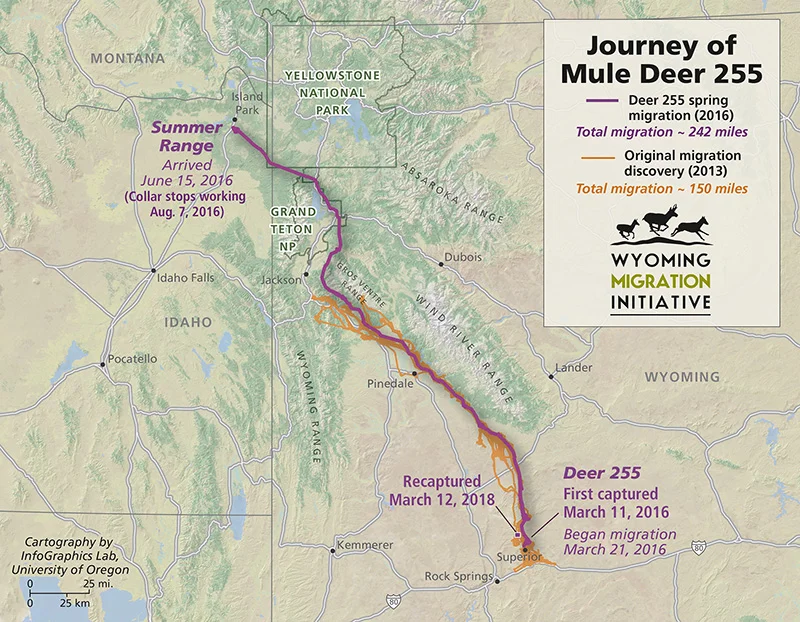 Deer 255’s amazing migration across the state of Wyoming and into Idaho. (Map courtesy of Wyoming Migration Initiative.)