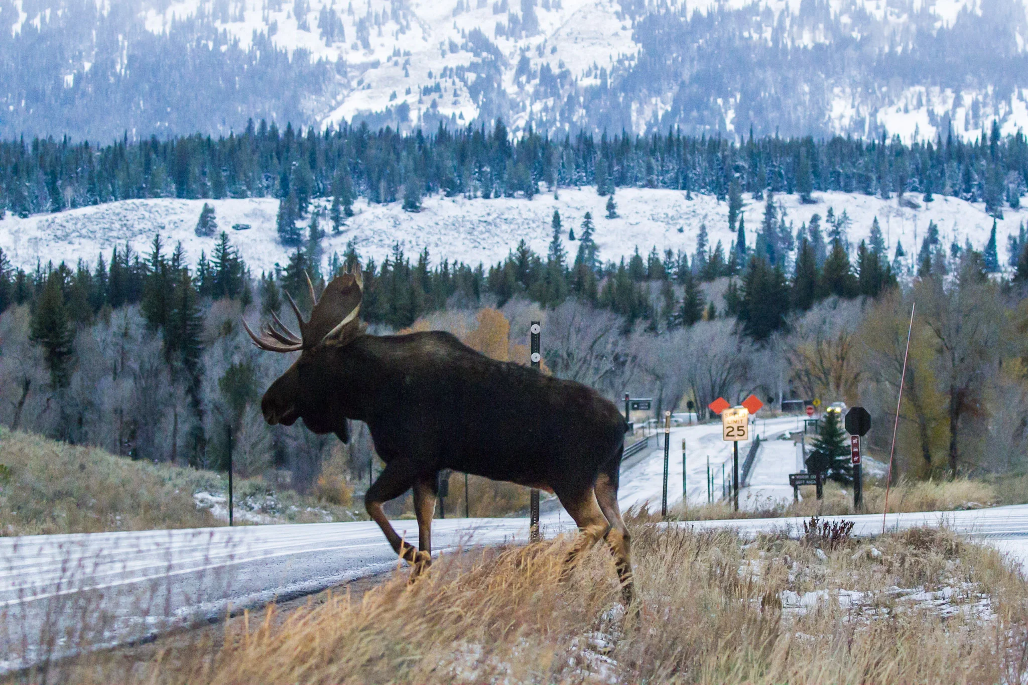 A bull moose crosses the highway in Grand Teton National Park near Jackson, Wyoming. Teton County just adopted a plan that will eventually make local roads safer for both drivers and wildlife. (Photo courtesy Josh Metten.)