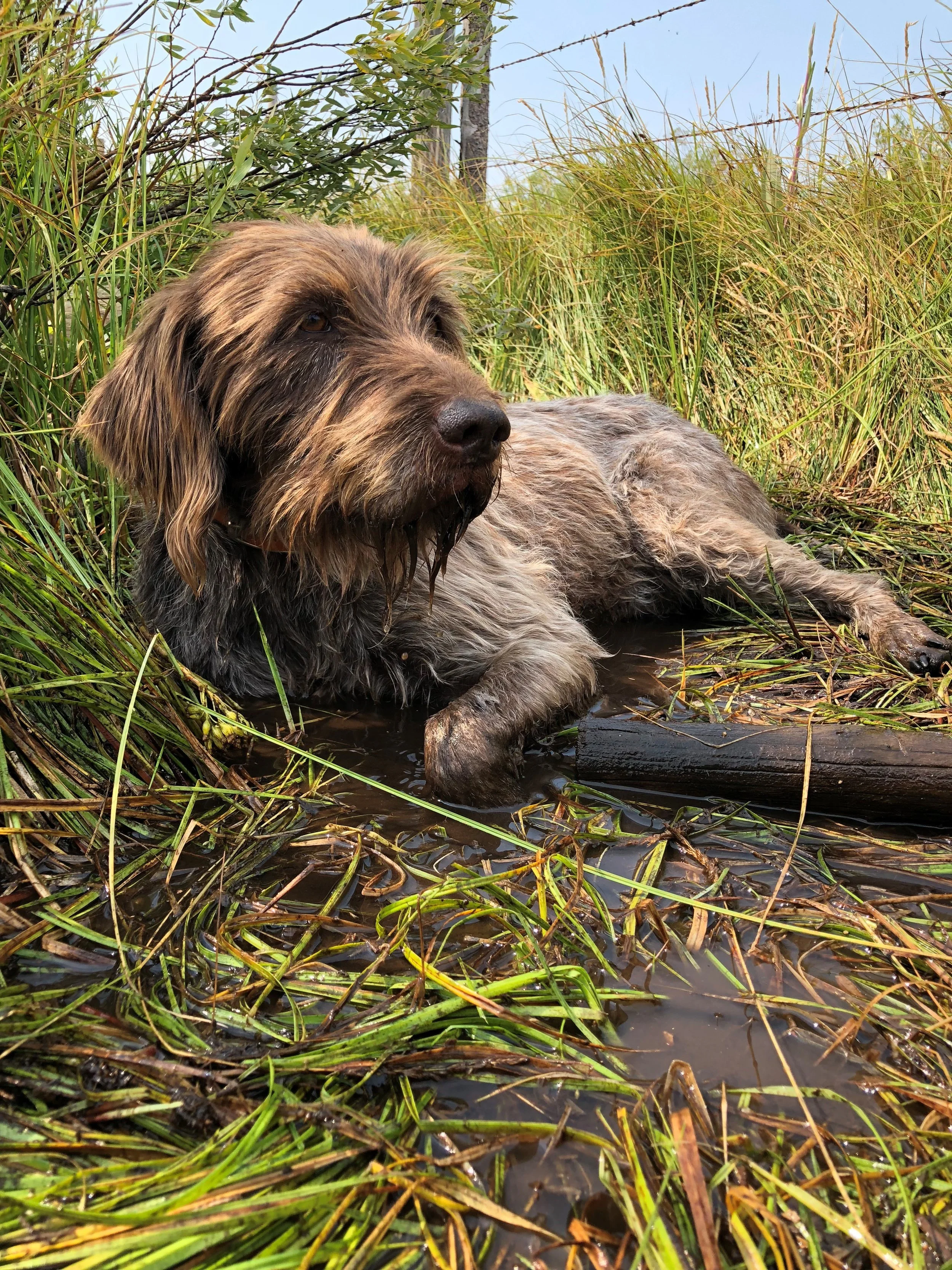 Project dog Jake, who really was the heart of the team. (Photo GYC.)