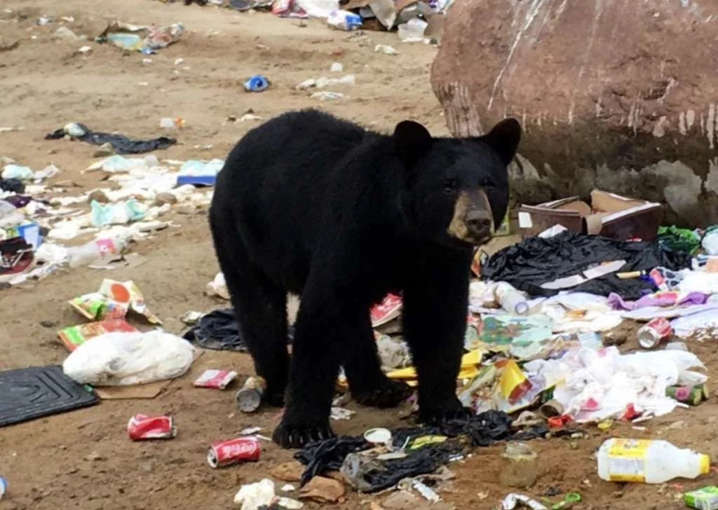 A black bear digs through garbage - not good! (Photo courtesy Mandy Stantic.)