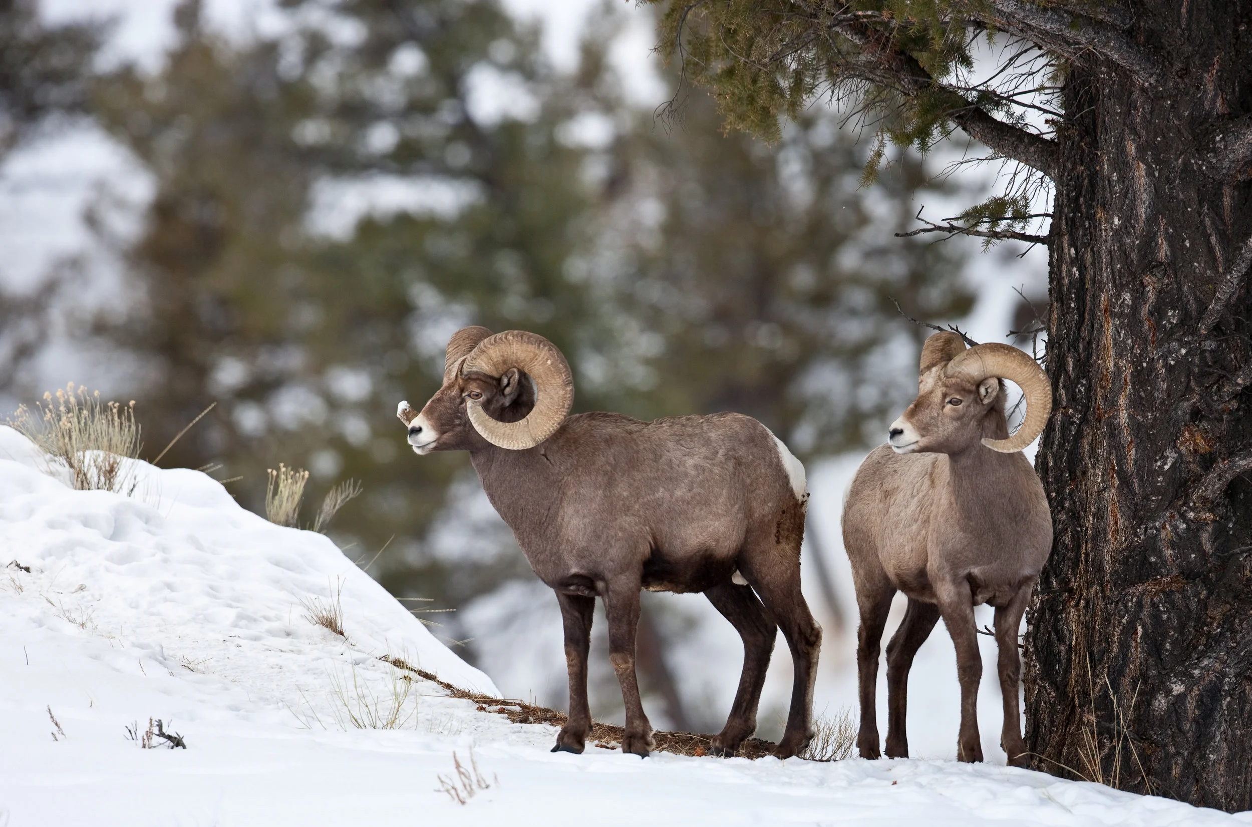 Bighorn sheep are dependent on undisturbed, critical winter habitat in order to survive harsh winter conditions. Please - don’t poach the powder. (Photo Cindy Goeddel)