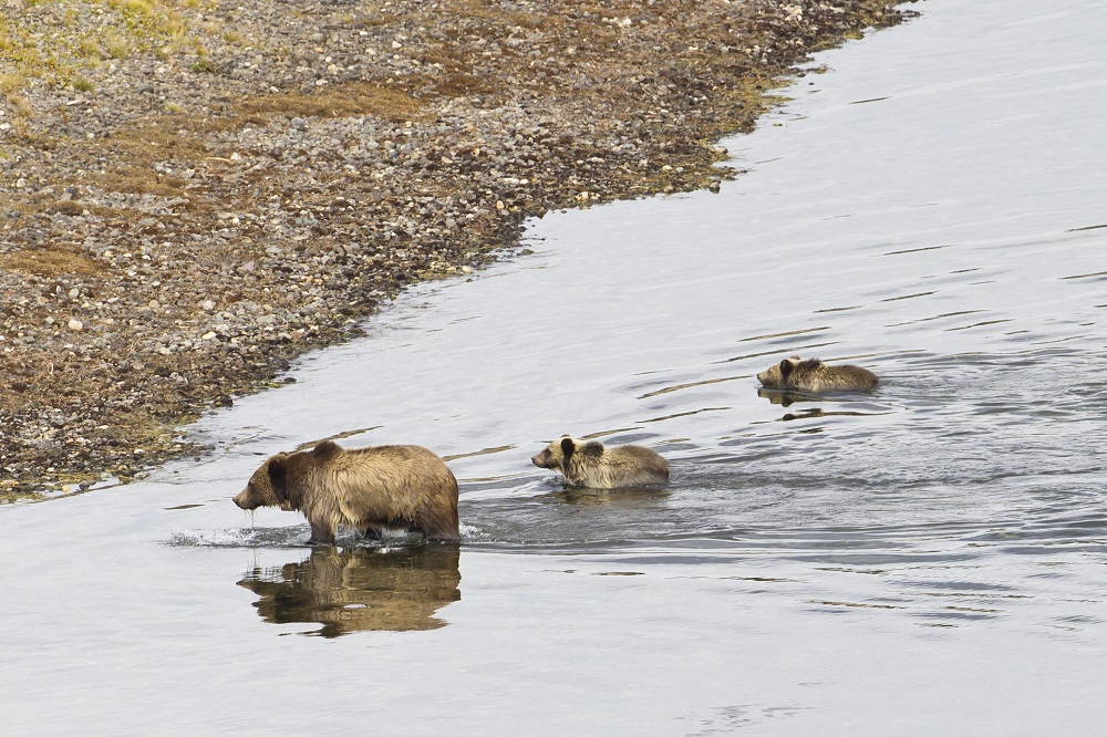 A mother grizzly and her two cubs cross a river in Yellowstone. (Photo Cindy Goeddel.)