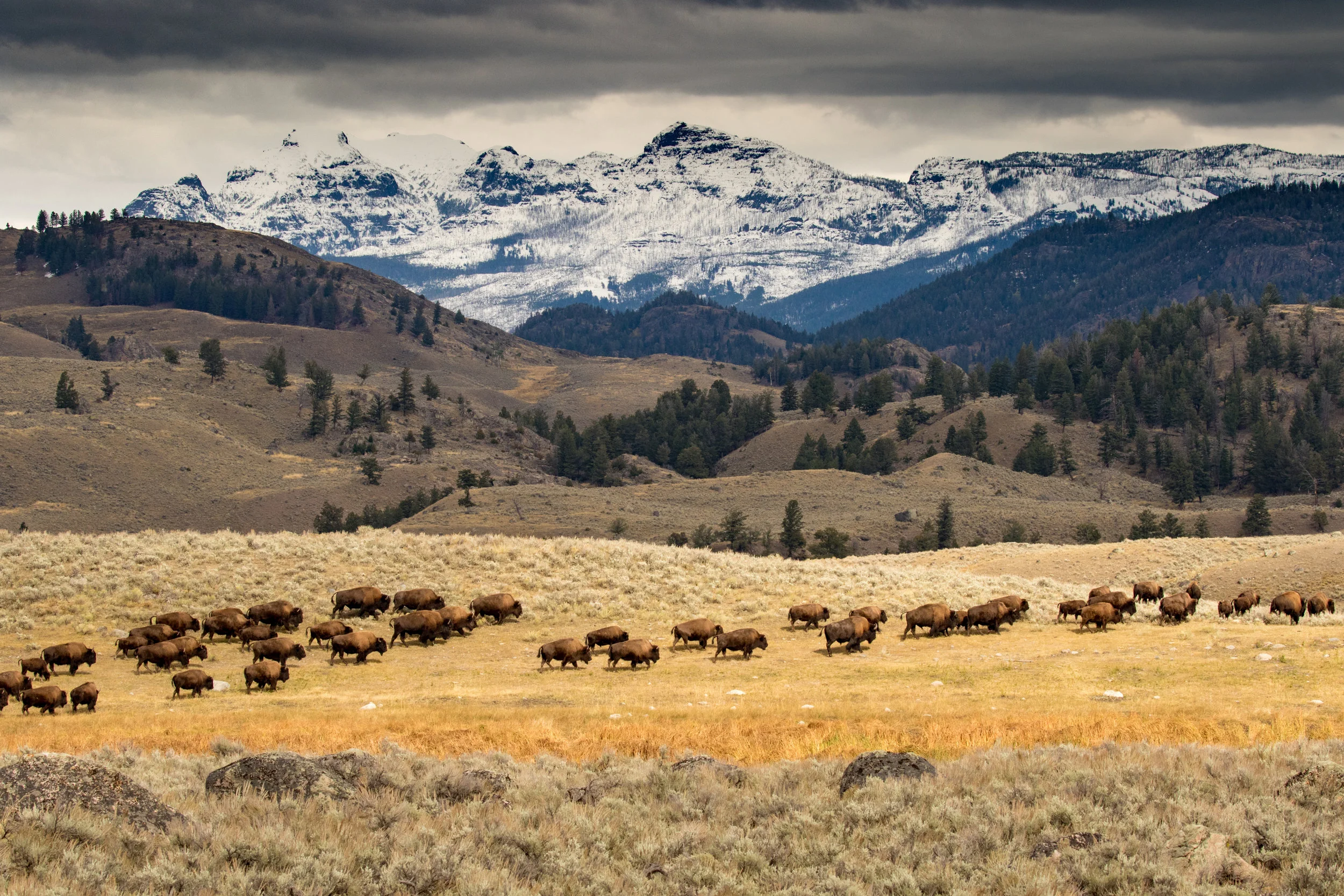 A herd of bison moving through northern Yellowstone. (Photo Cindy Goeddel.)