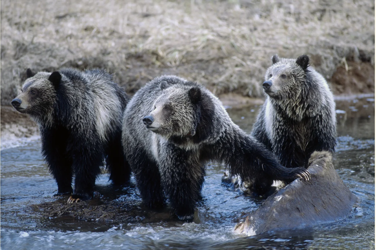 Three grizzly bears on a kill in the Greater Yellowstone Ecosystem. (Photo Tom Murphy.)