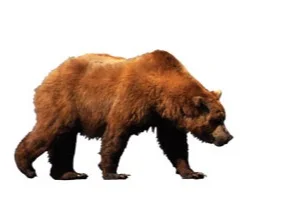grizzly.jpg