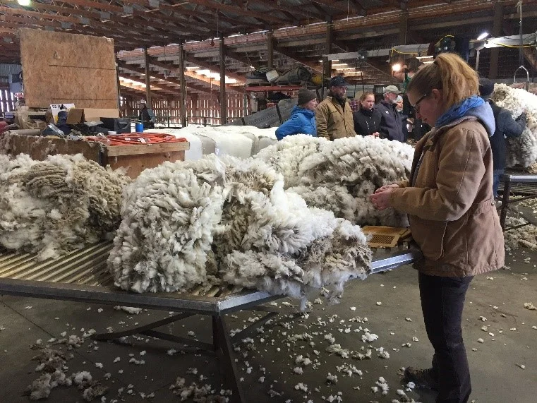 Inspecting freshly sheared wool. (Photo GYC.)