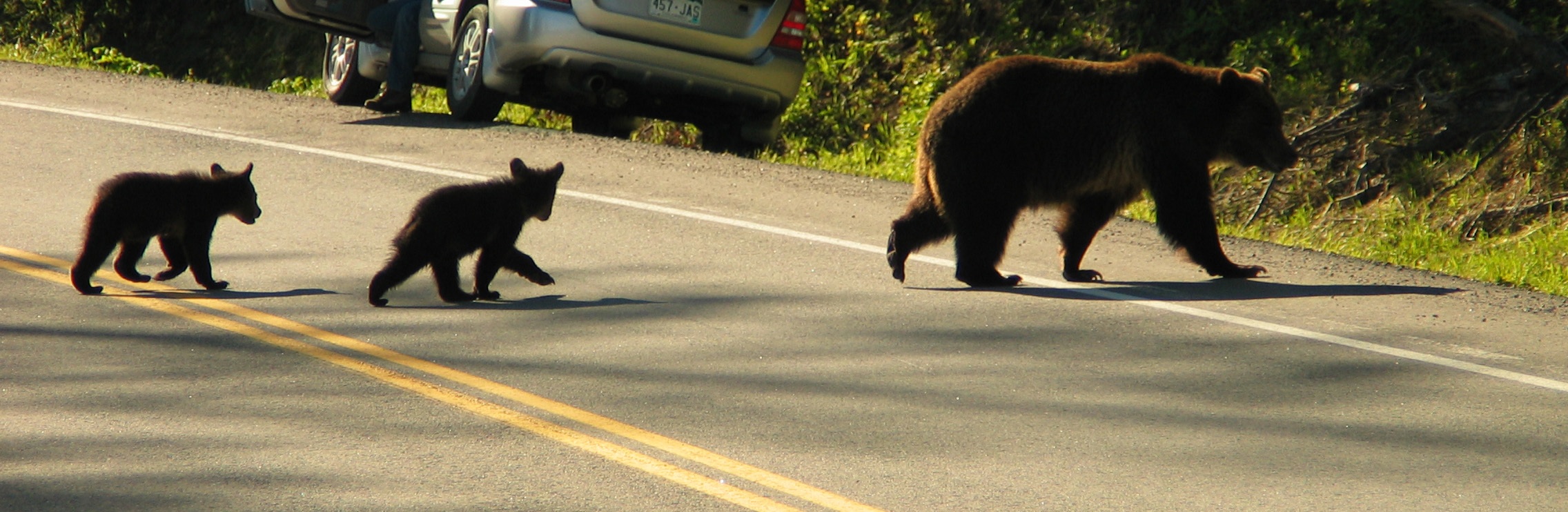 A grizzly mom and her cubs make their way across a busy road. (Photo Len Trout.)