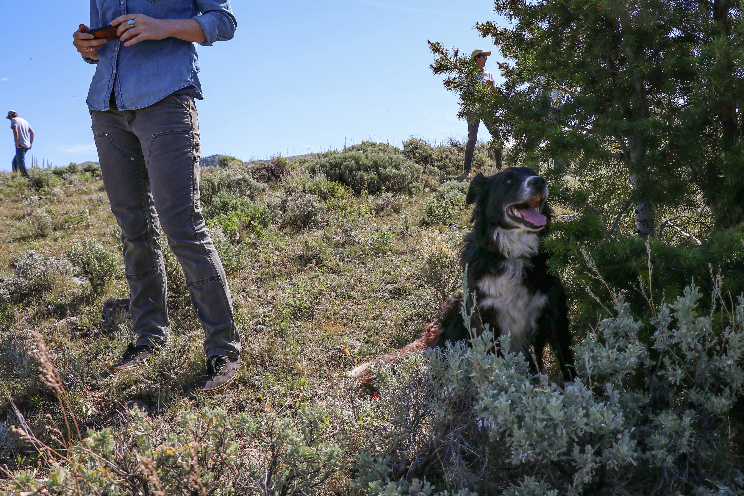 A four-legged participant finds a shady spot during the Ruby Valley Field Tour. (Photo GYC/Emmy Reed.)