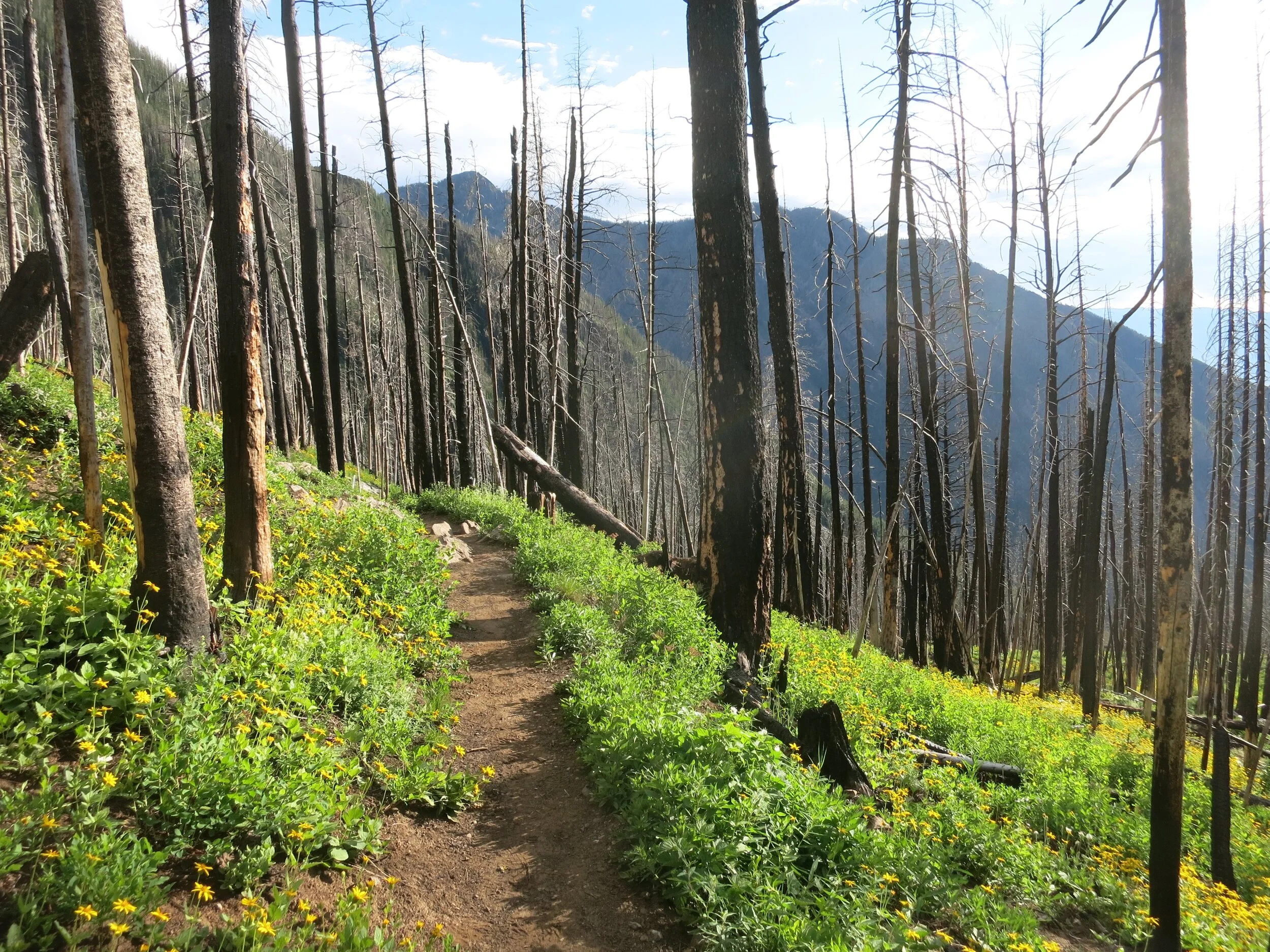 Helping Shape the Future of Montana's Forest Lands