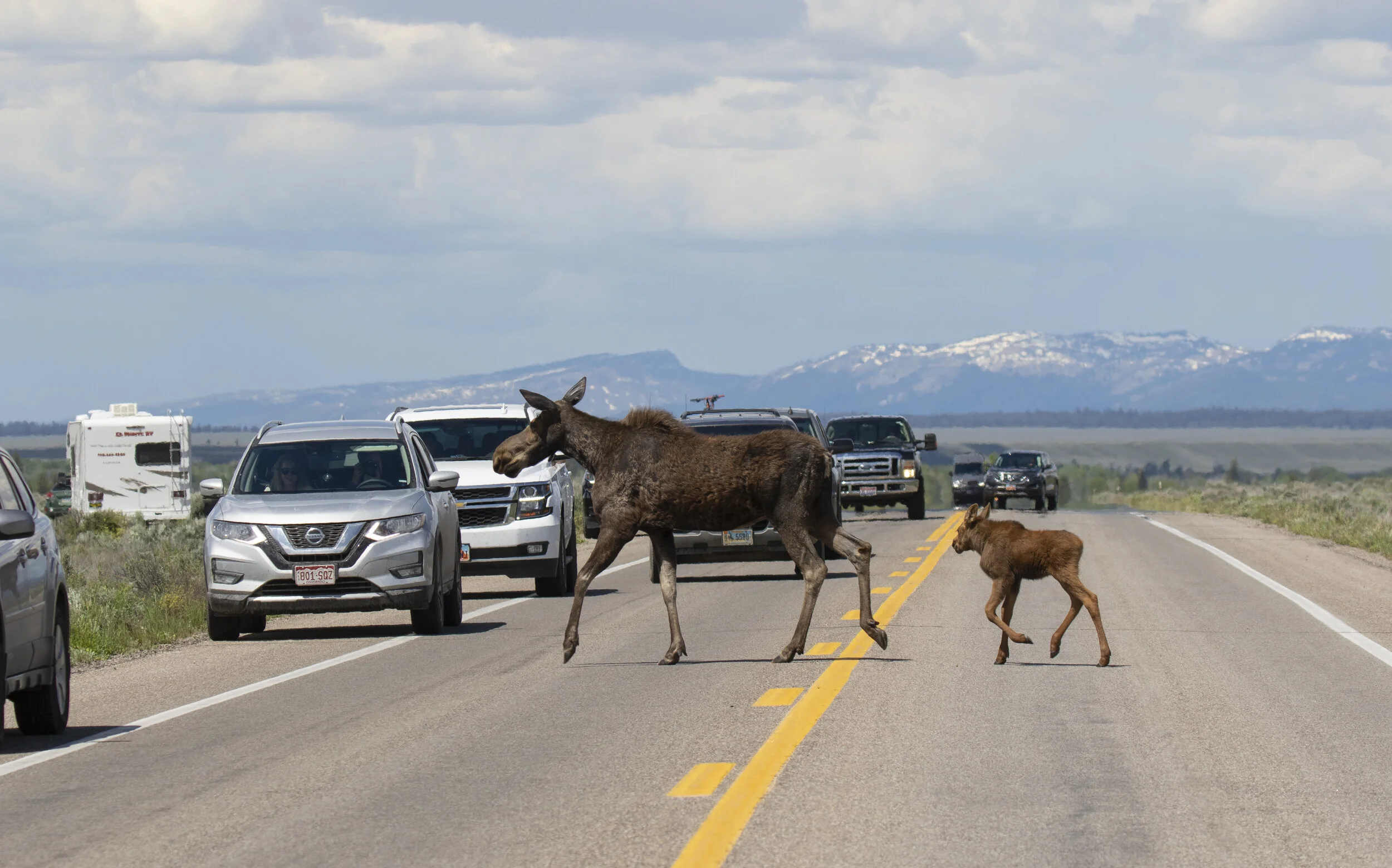 Moose crossing in heavy traffic near Jackson Hole, Wyoming. Construction is underway to build a set of crossings to help keep our landscapes permeable to wildlife and safe for residents and visitors alike. (Photo Mark Gocke)