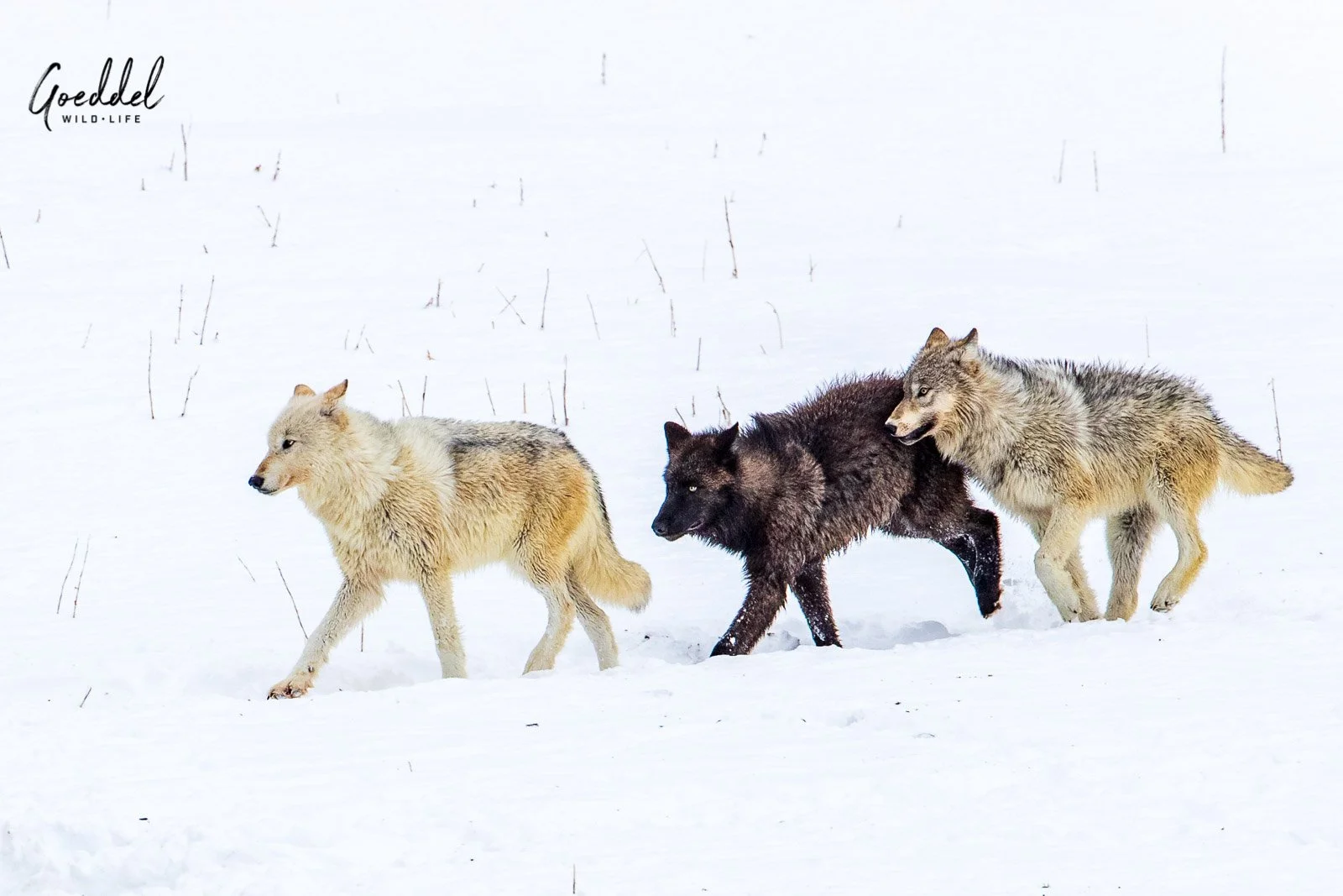 Montana Fish and Wildlife Commission votes to close wolf hunt in