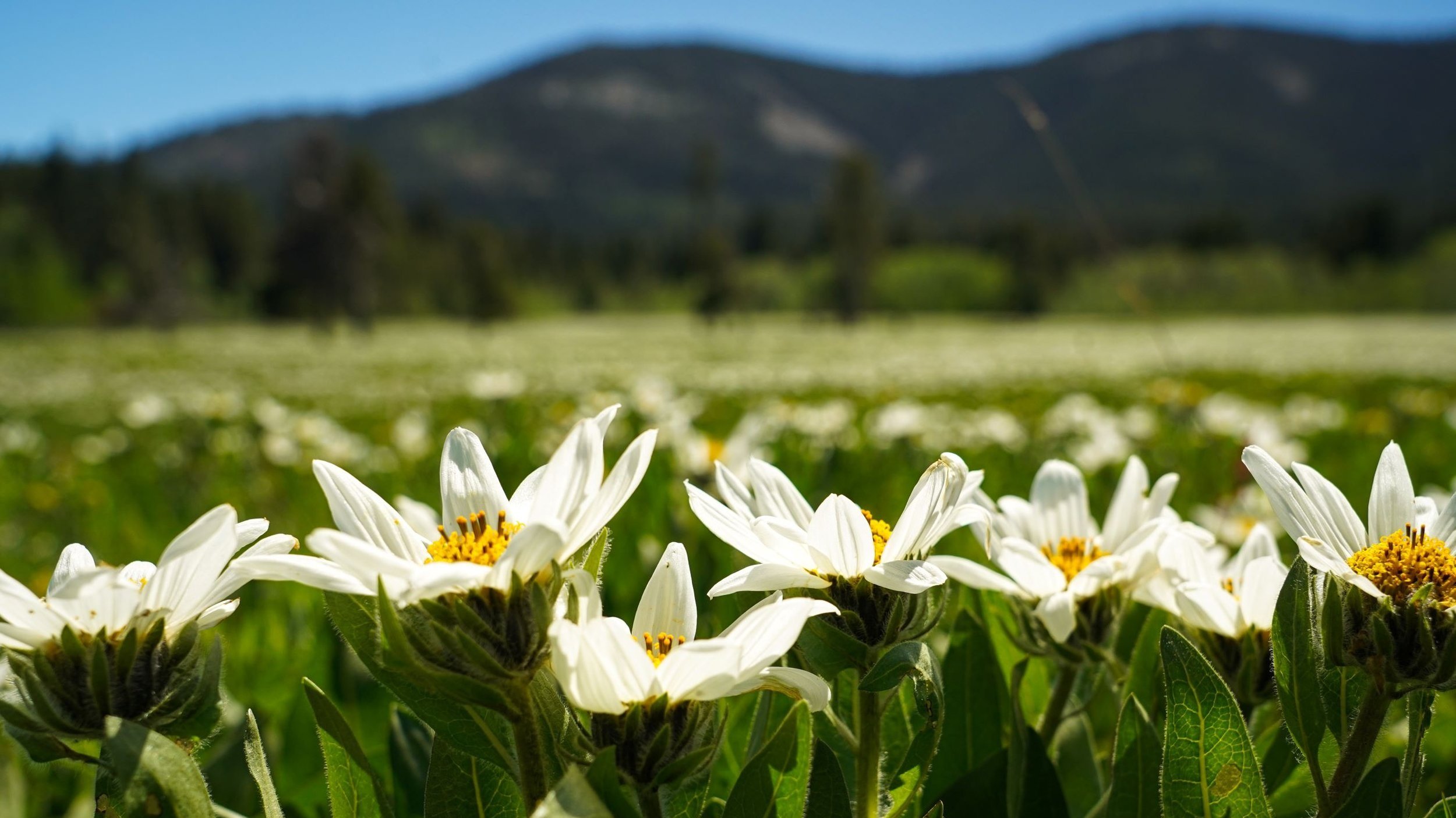 We’re back in court speaking up for the lands, waters, and wildlife of Eastern Idaho