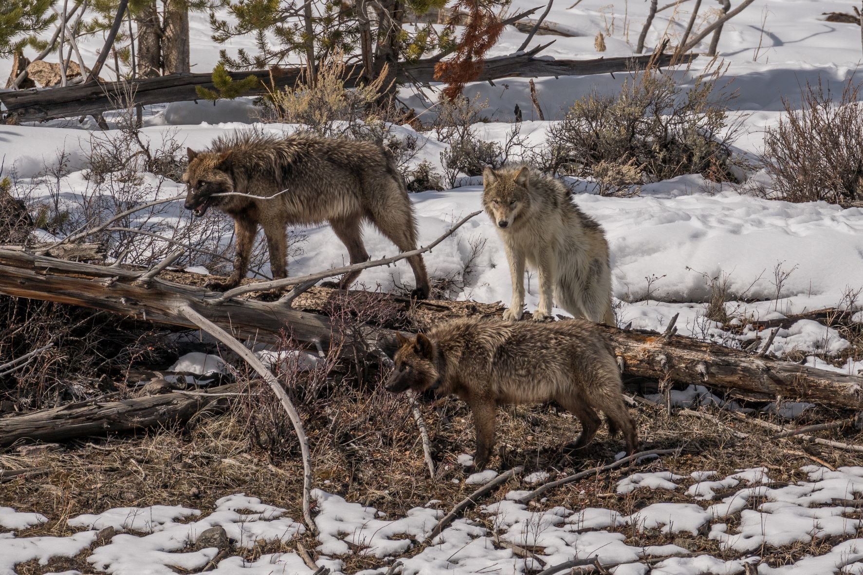 A step in the right direction: Montana Fish and Wildlife Commission reinstates wolf hunting and trapping quotas north of Yellowstone