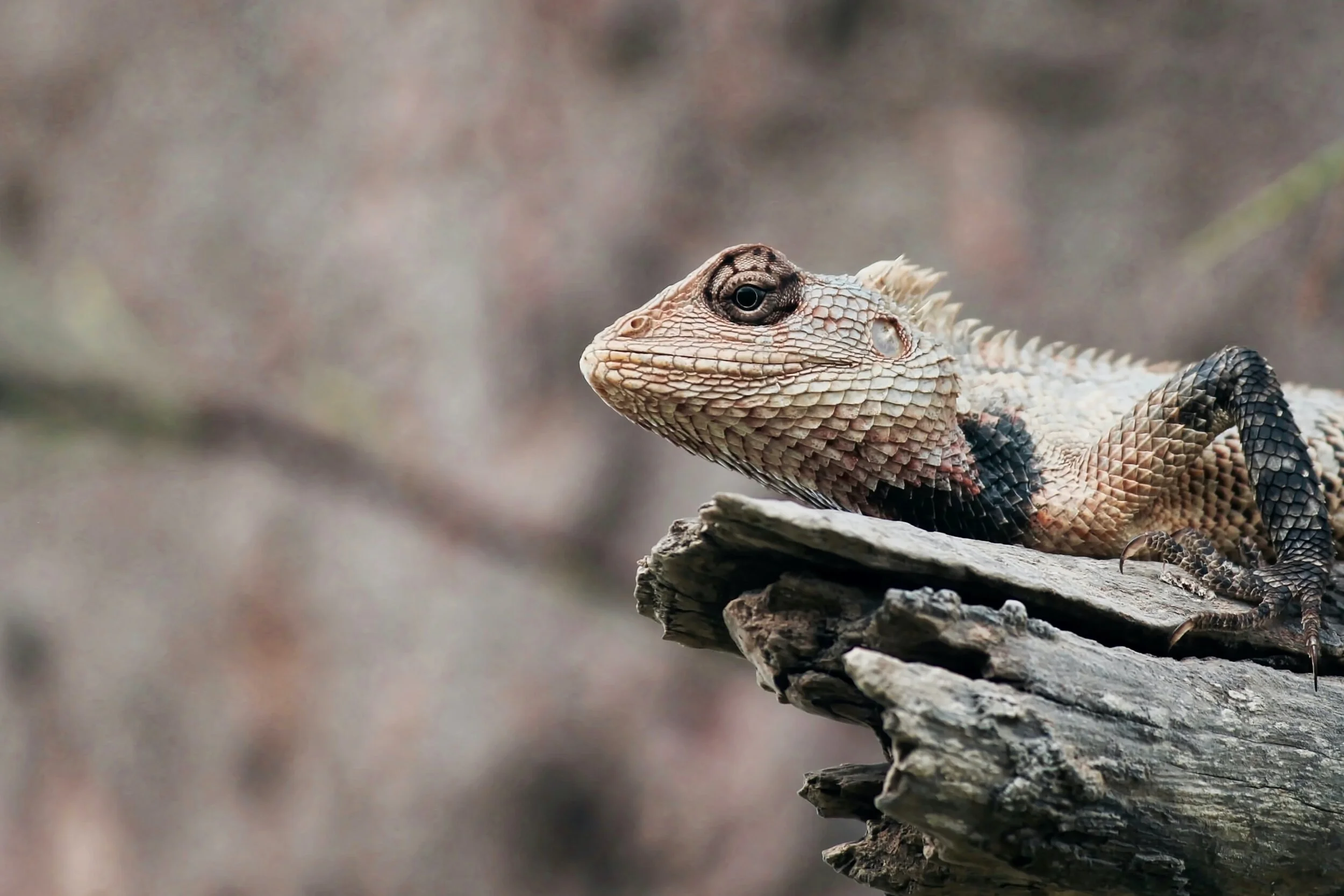 Your Ability to Adapt - 4 key areas