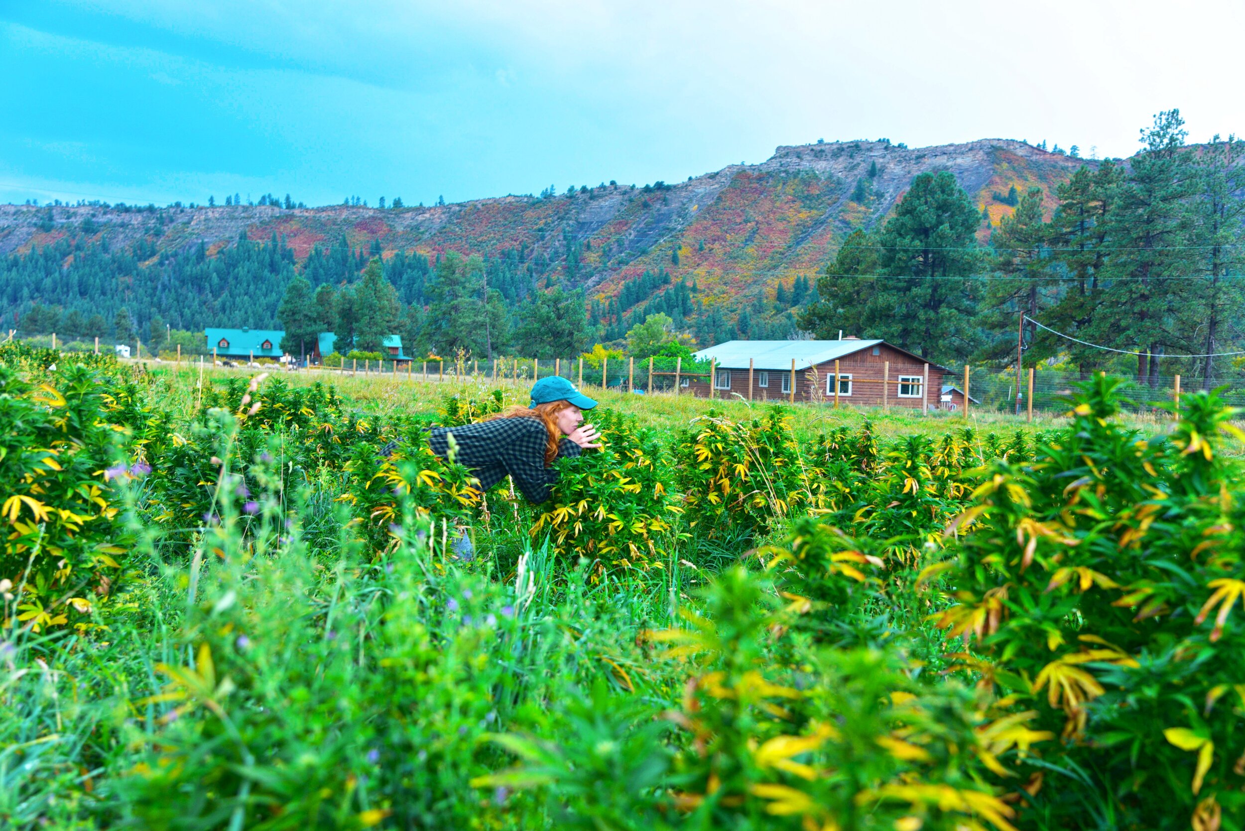 Dani Fontaine Chimney Rock Hemp Carly Carpenter Photography.jpg