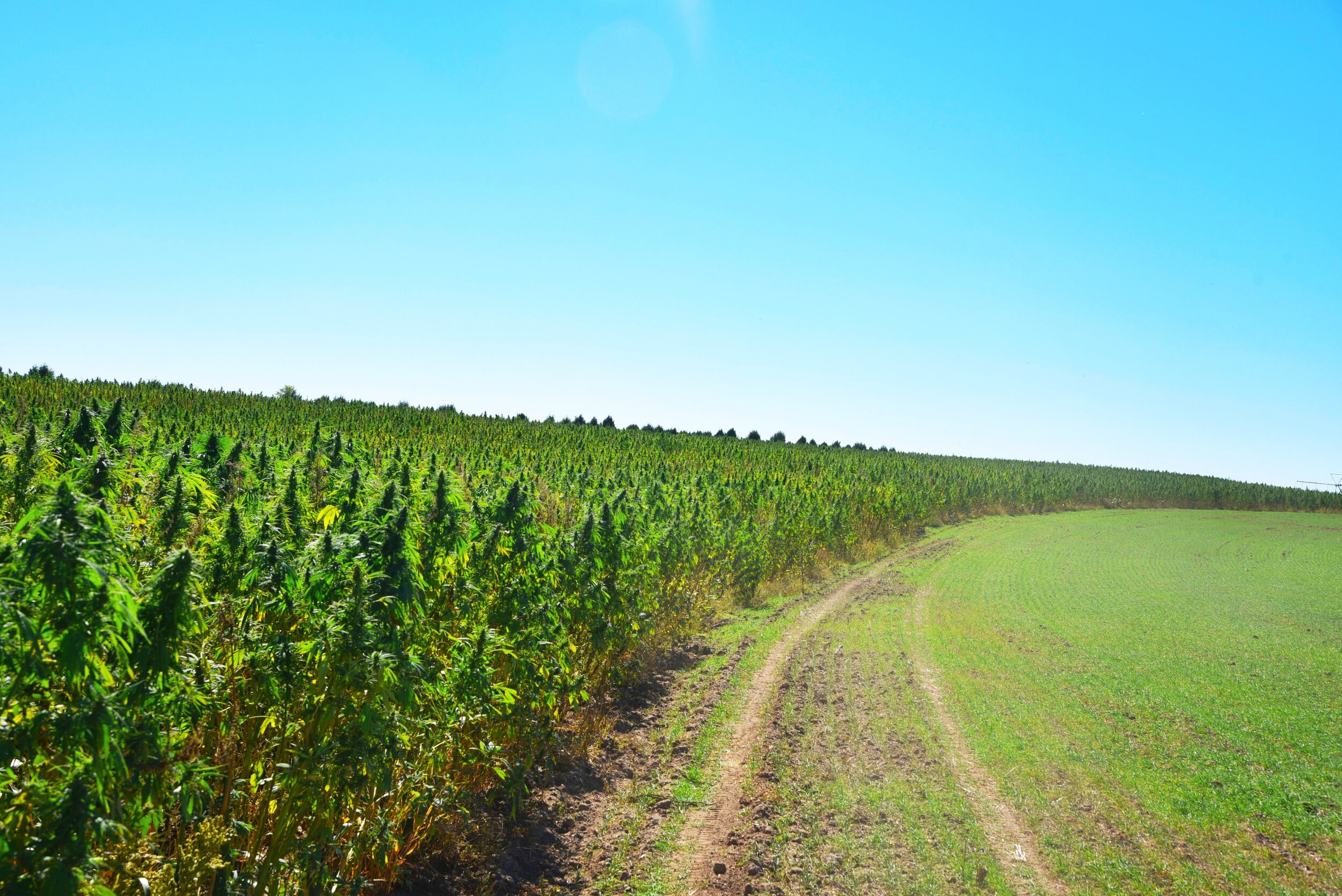 Hemp Circle Carly Carpenter Photography.jpg