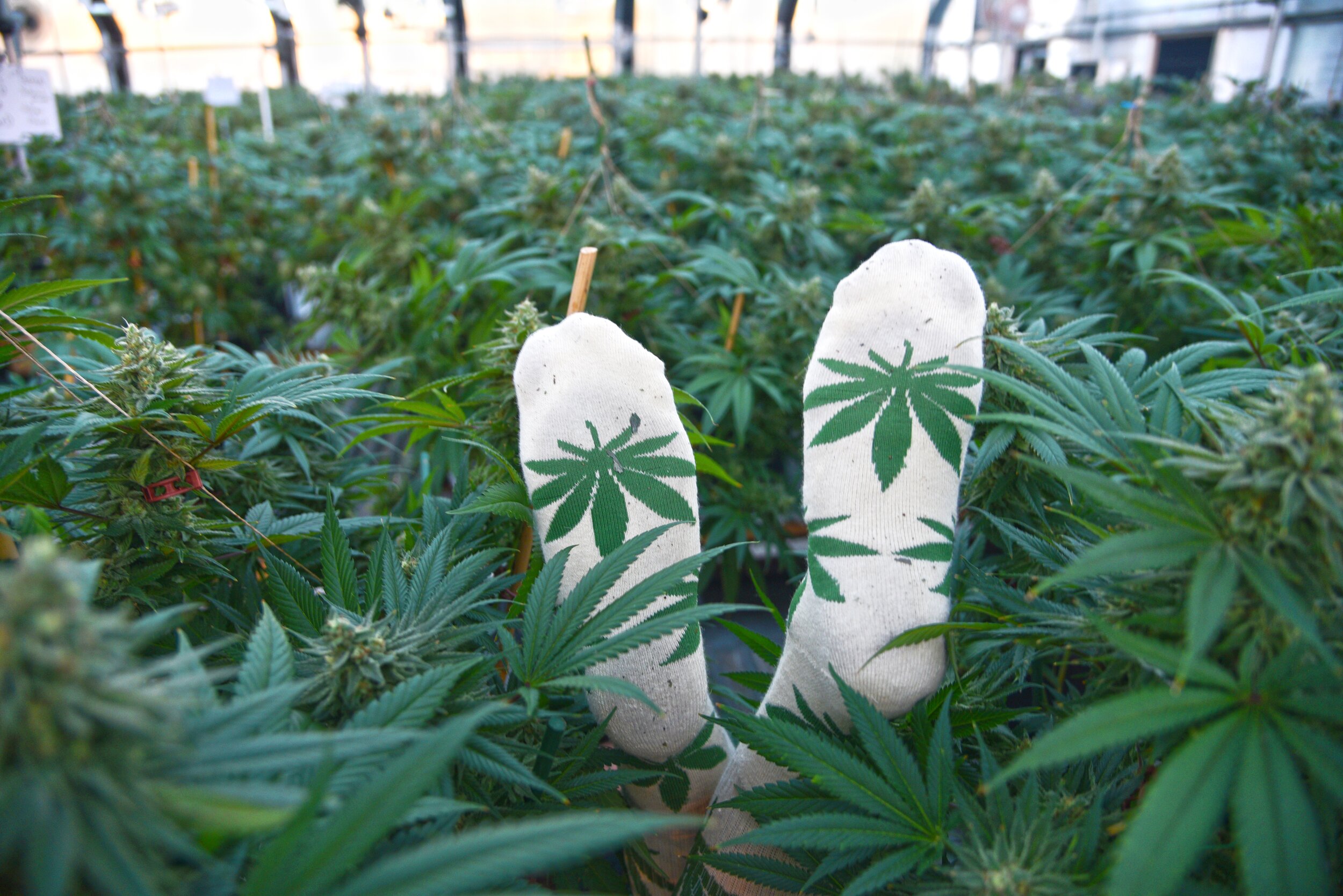 Hemp Socks Greenhouse Denver Hemp Company Carly Carpenter Photography.jpg