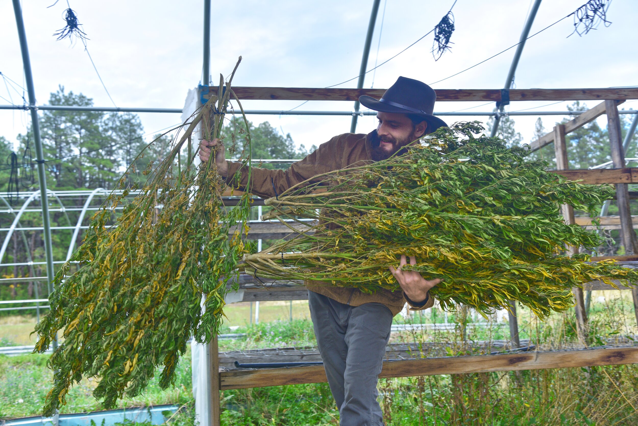 Colorado Hemp Harvest Chimney Rock Hemp Carly Carpenter Photography.jpg