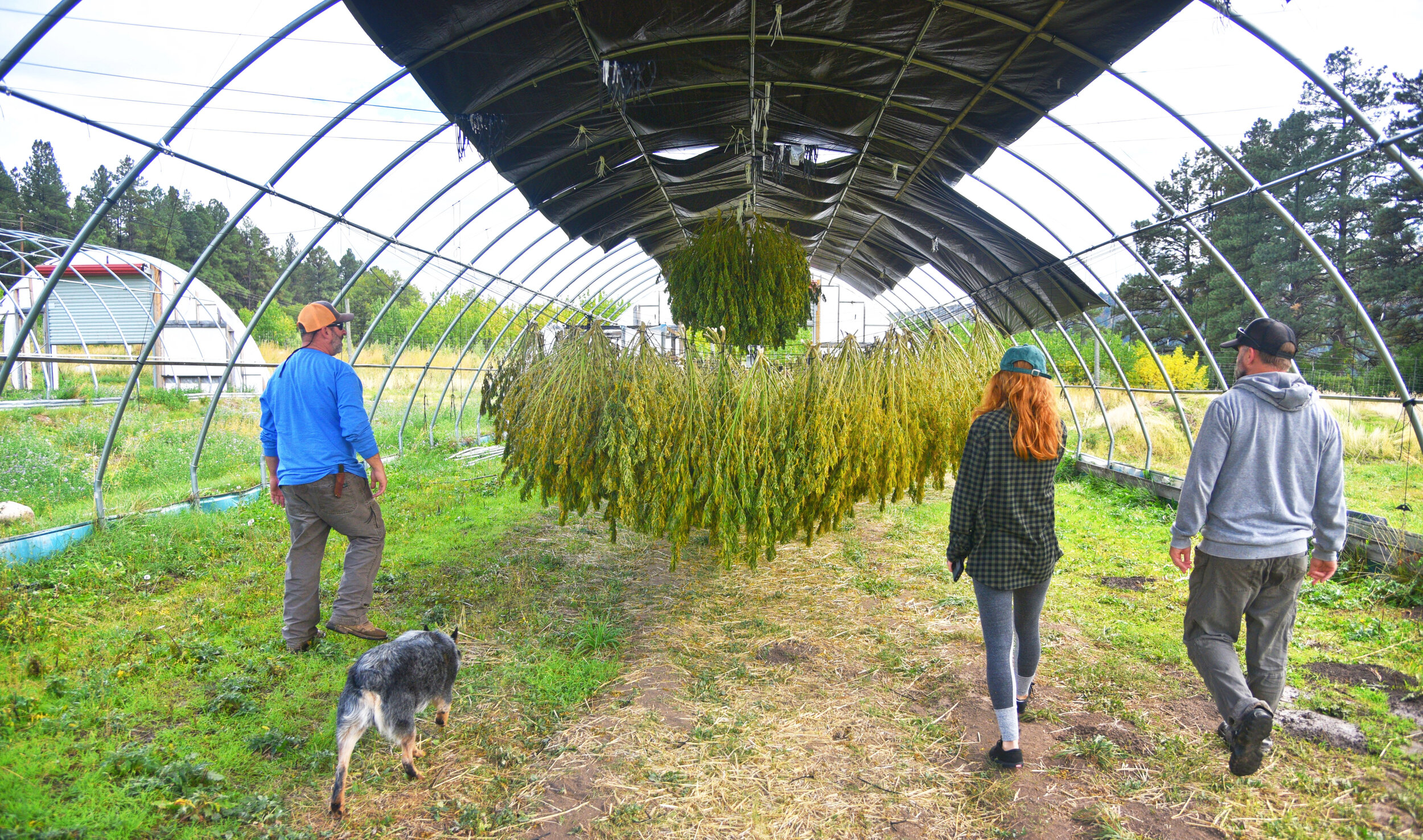 Chimney Rock Hemp Harvest Carly Carpenter Photography.jpg