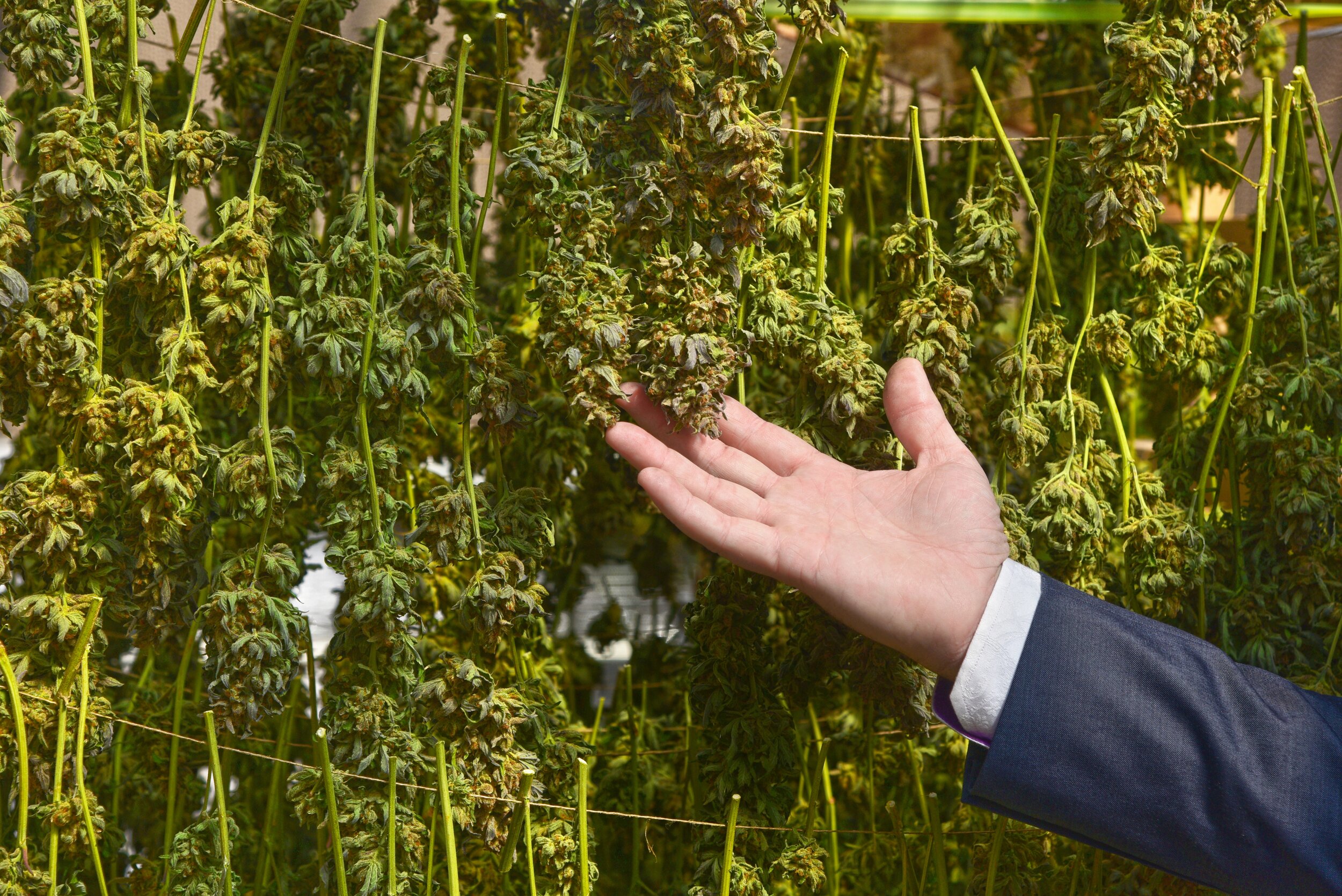 Cannabis Drying Carly Carpenter Photography.jpg