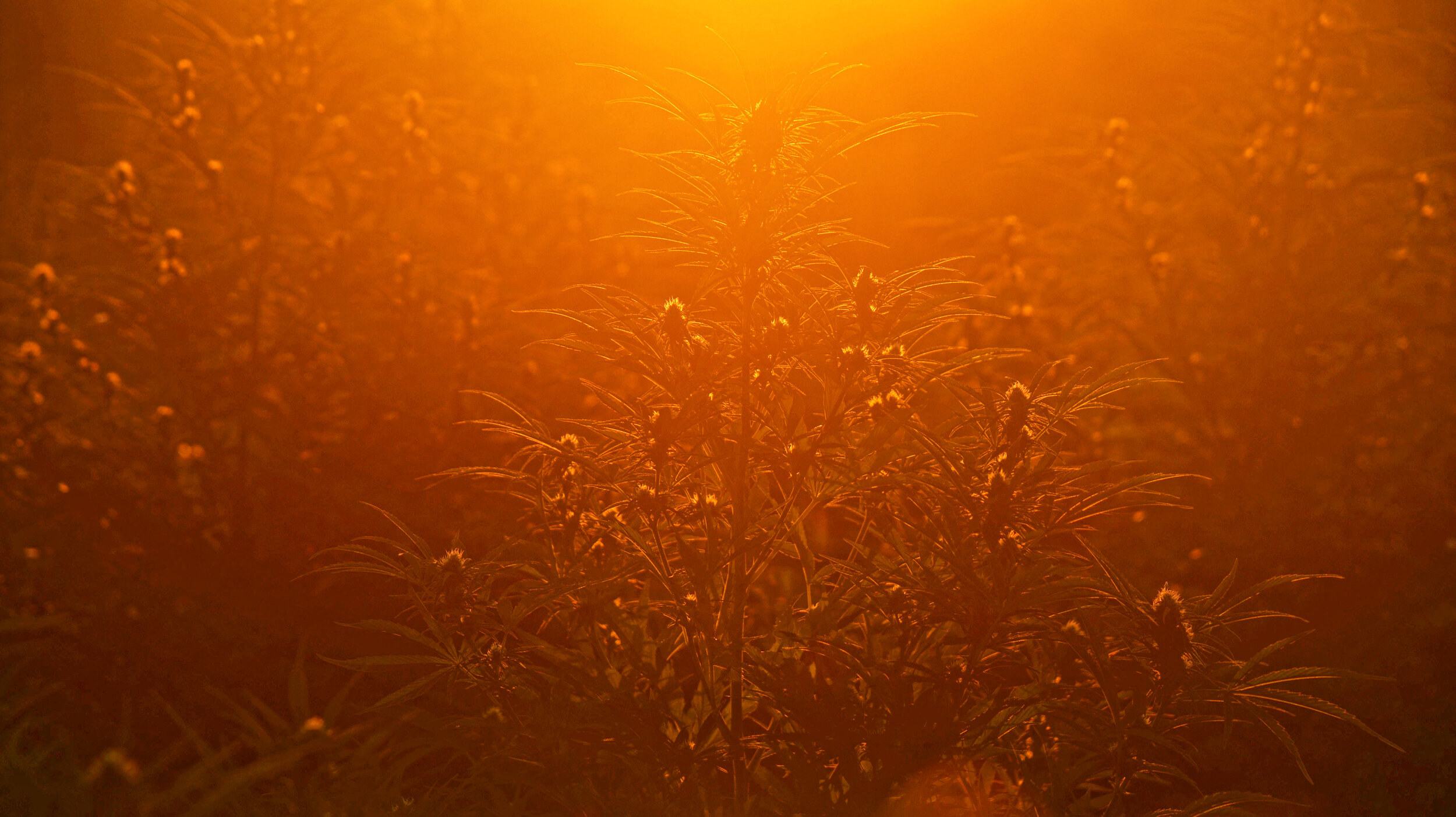 Hemp Field Sunrise3 Carpenter Botanicals Carly Carpenter Photography.jpg