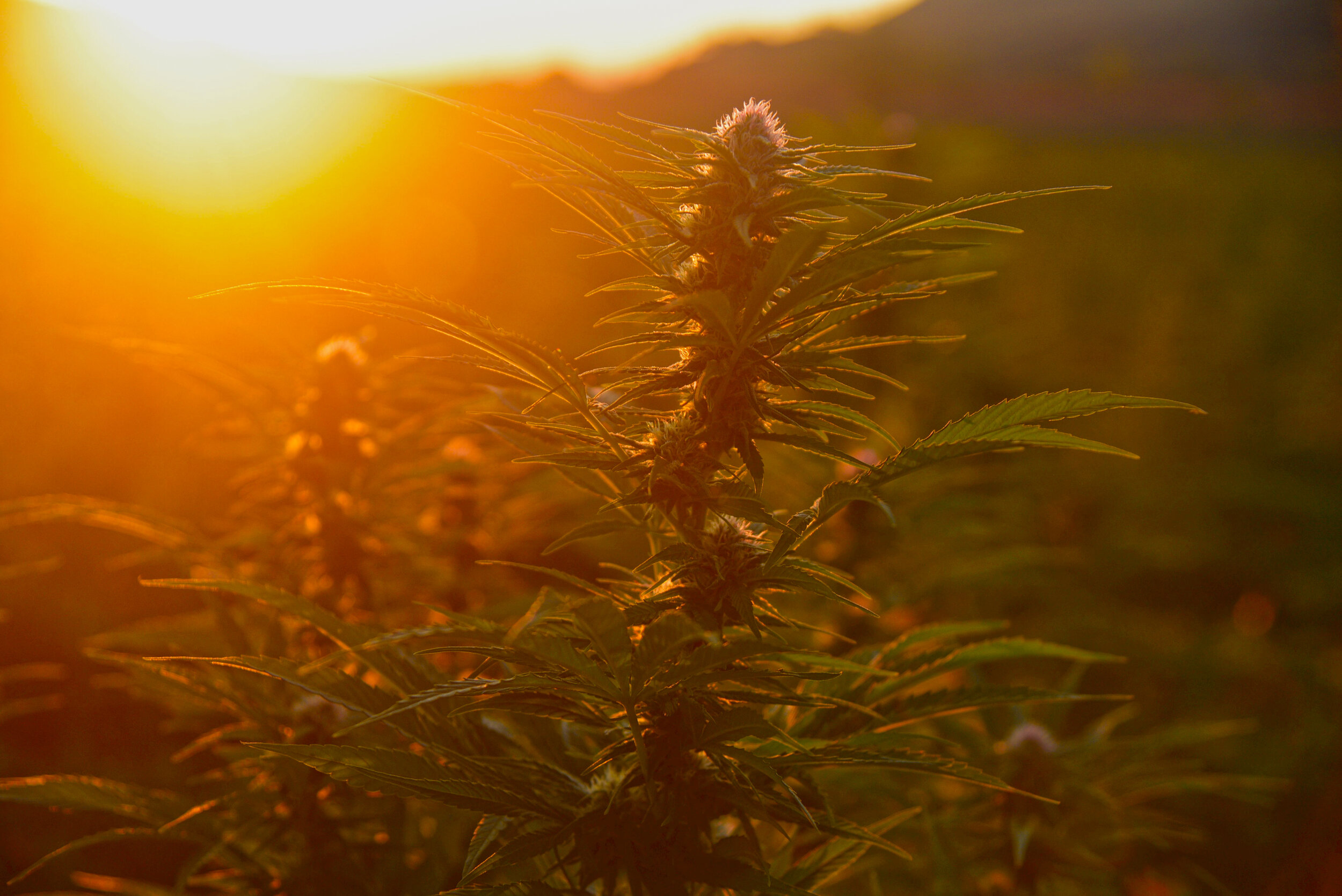 Hemp Field Sunrise2 Carpenter Botanicals Carly Carpenter Photography.jpg