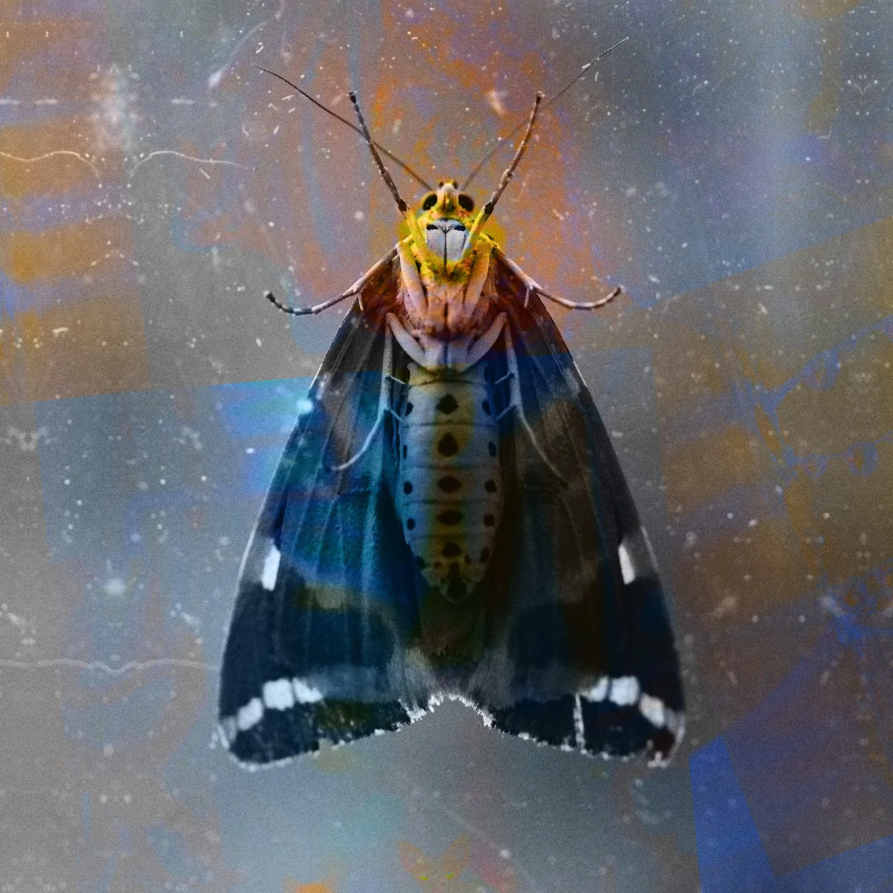Moths_10_07_2024_0031 Square Colour Flat.jpg