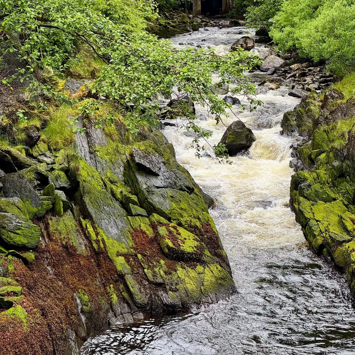 #ketchikan #alaska #creekstreet #creekstreetketchikan #southeastalaska