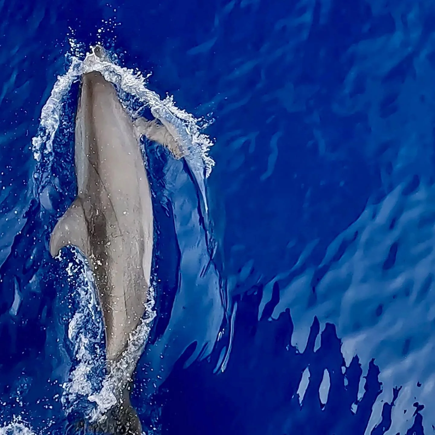 #dolphins #maui #hawaii #hawaiilife