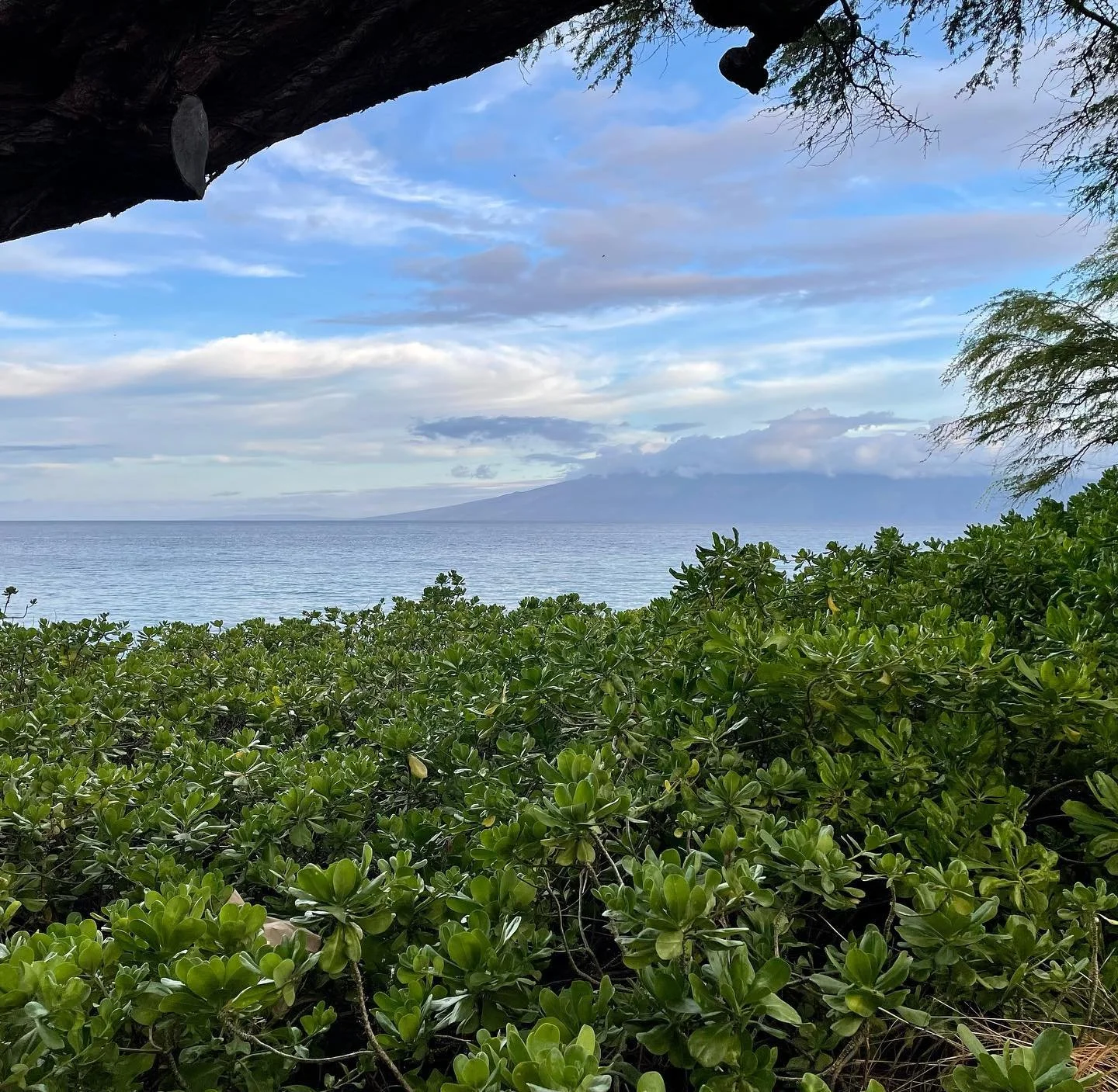 #kanapali #kanapalibeach #maui #hawaii #mauihawaii