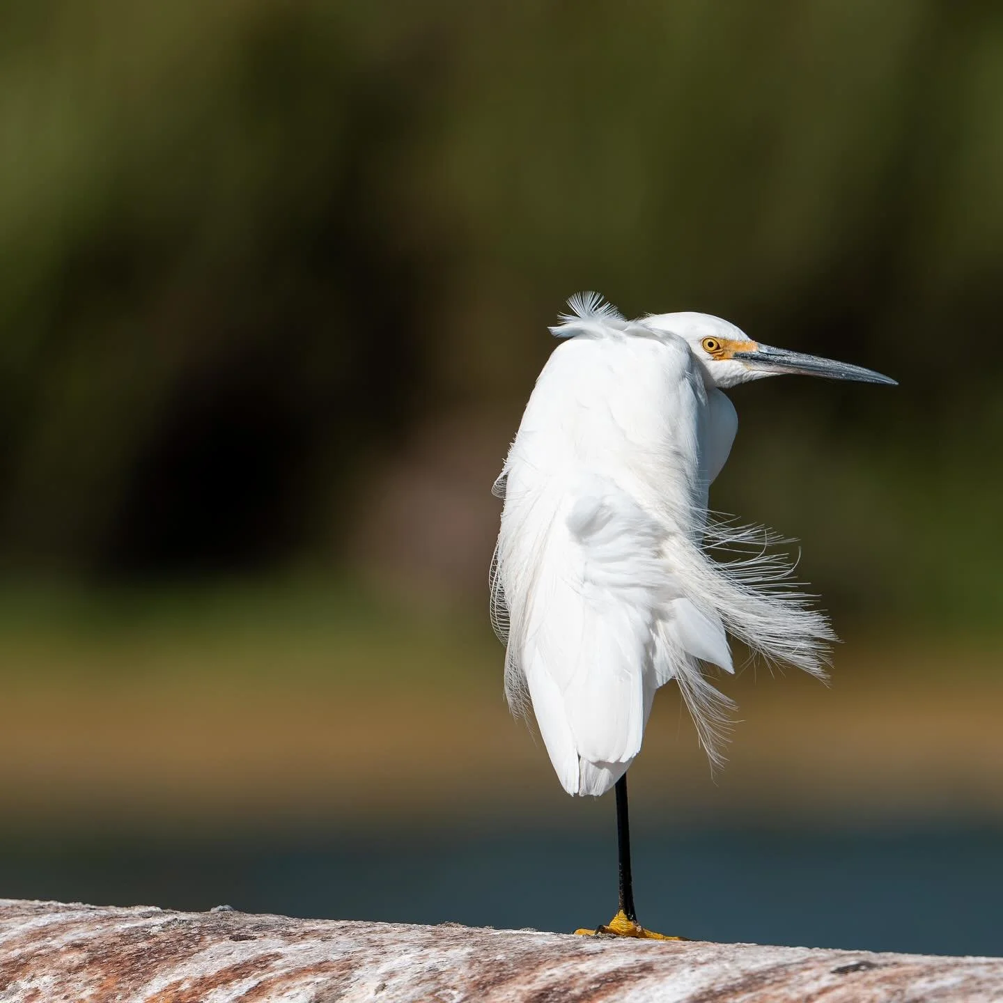 &ldquo;Hey, wanna buy a watch?&hellip;&rdquo; #snowyegret #santabarbara #missioncreek #wildlife #birds #bird #sonyphotography #sonyalpha #sony