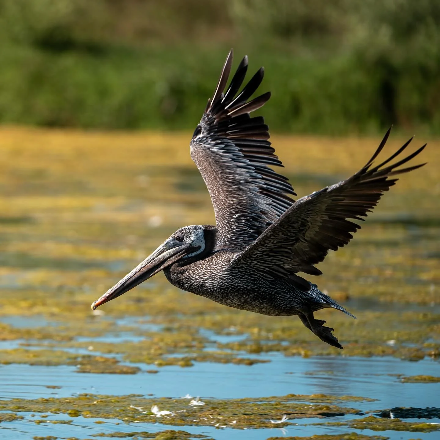 #brownpelican #brownpelicans #santabarbara #missioncreek #birds #bird #sonyphotography #sonyalpha #sony #wildlife #nature #birdinflight #pelicansofinstagram