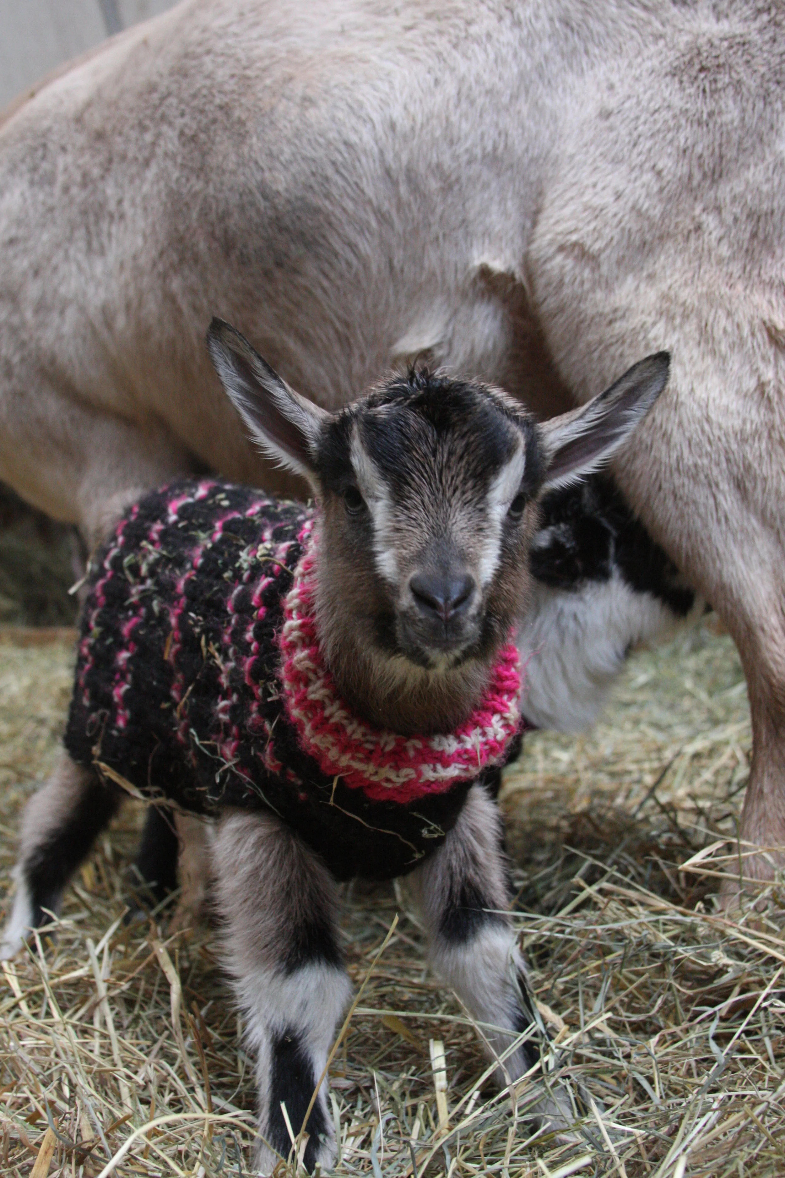 Open House & Snuggle Session (March 3rd, 2018)