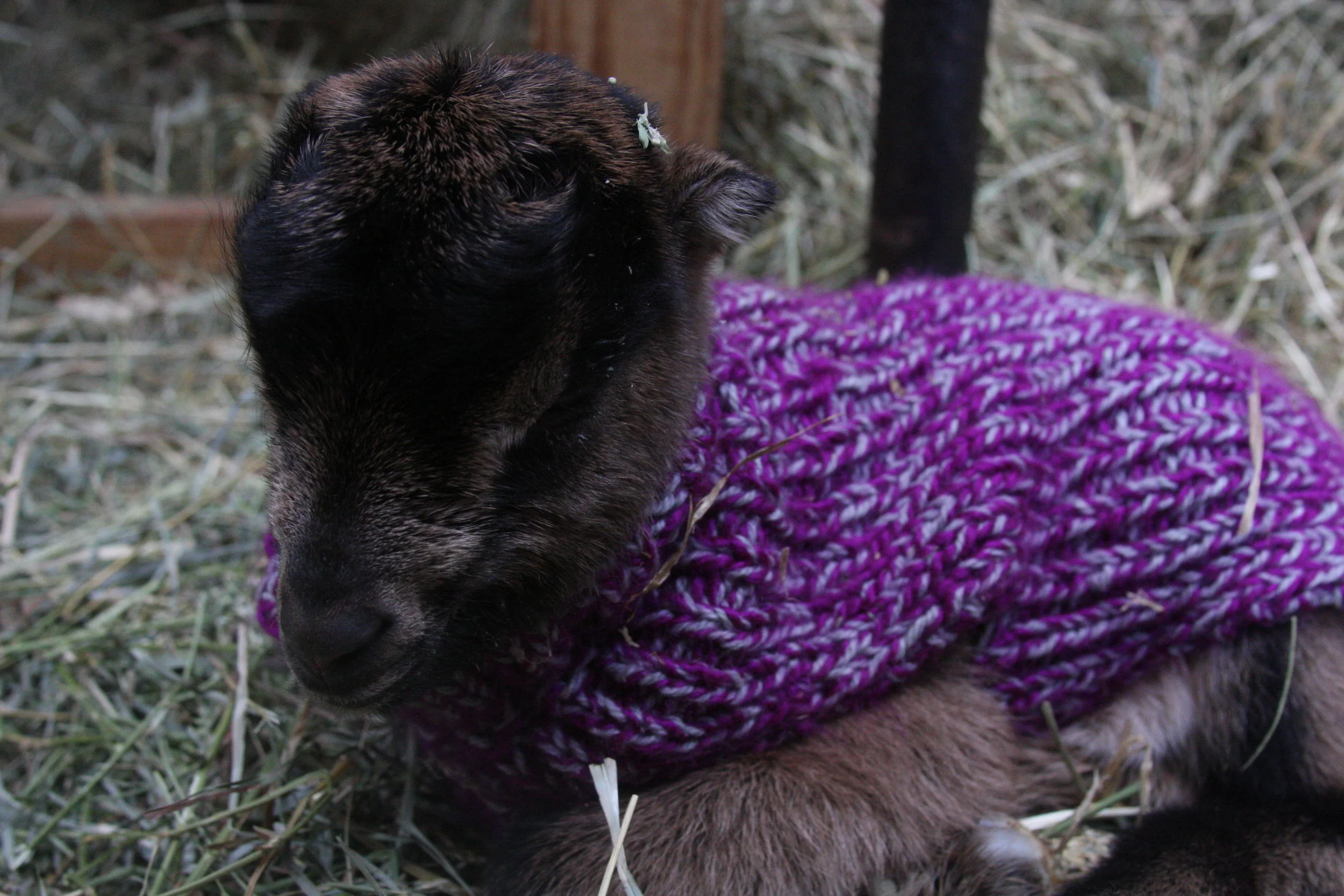 Open House & Snuggle Session (March 10th, 2018)