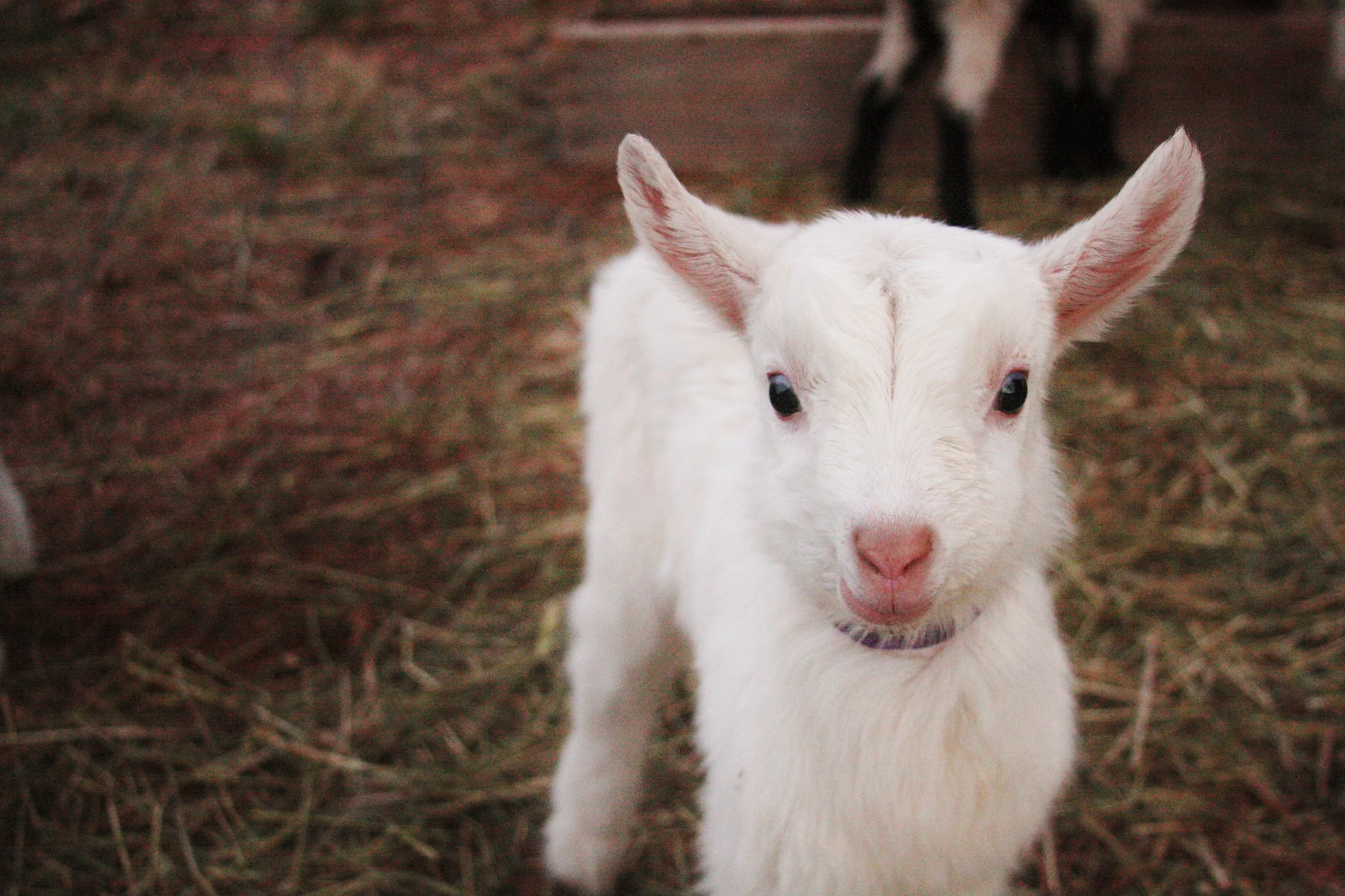 Open House & Snuggle Session (April 22nd, 2018)