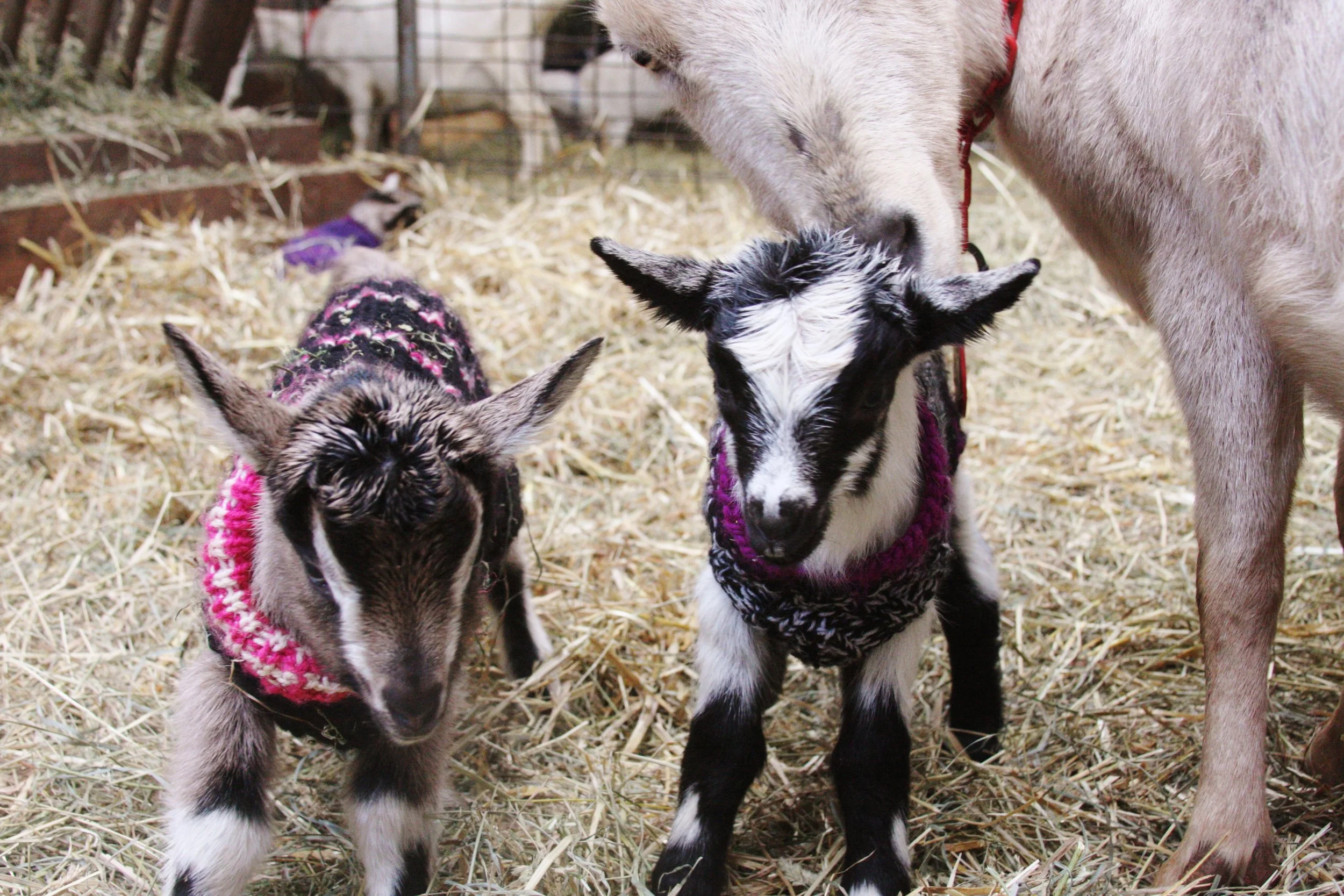 Open House & Snuggle Session (April 29th, 2018)