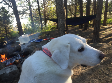 Georgia never acclimated to having a 30-foot rope, so we eventually tested her and she followed an invisible line in the woods. We had a flashing collar on her to be safe. How 'bout that hammock in the background, y'all?