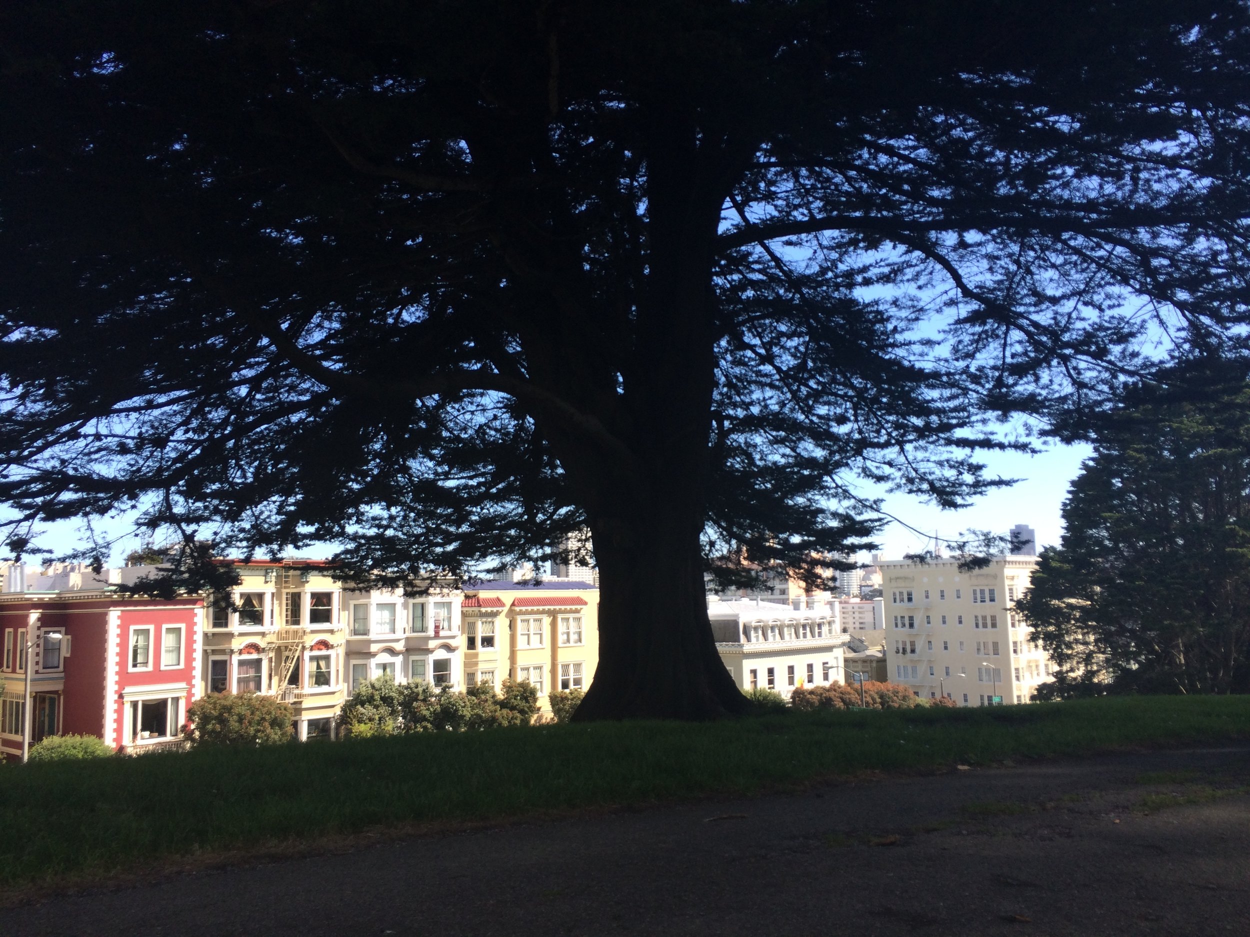  This is a picture from the San Francisco trip I mentioned in this blog. I sat on a park bench and talked to my aunt for hours about life and how confused I was. 