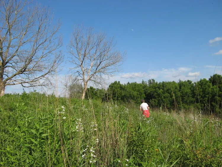 Deb inspecting her prairie restoration.