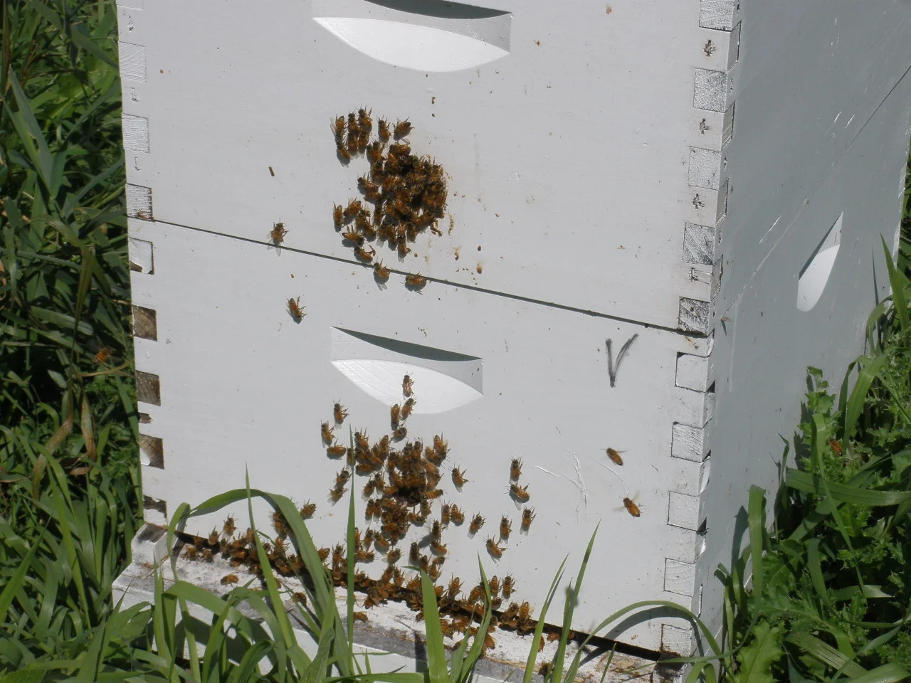 7d 7b bee hives.JPG