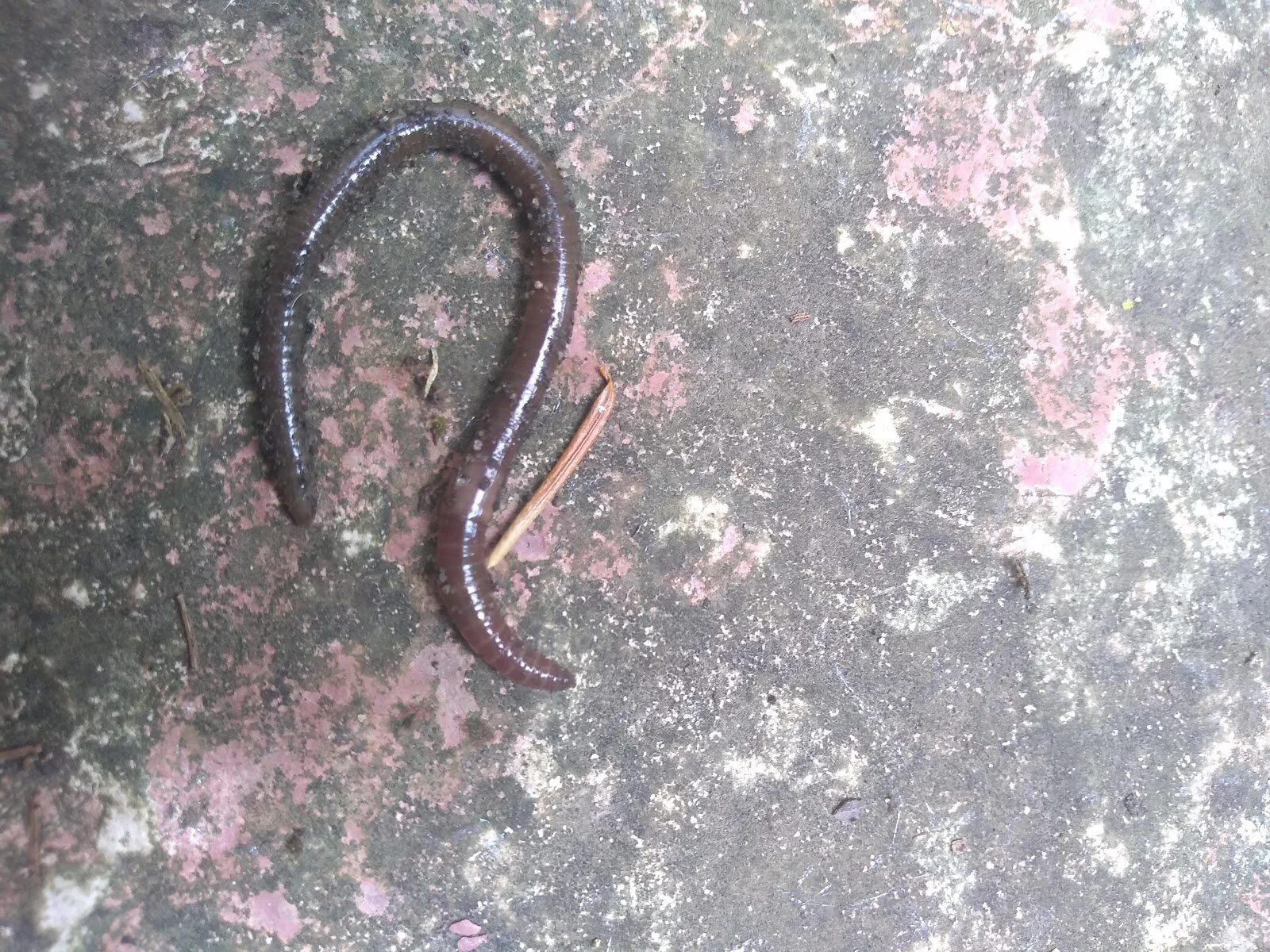 Jumping Worms Have a Surprising Impact on Human Emotions	