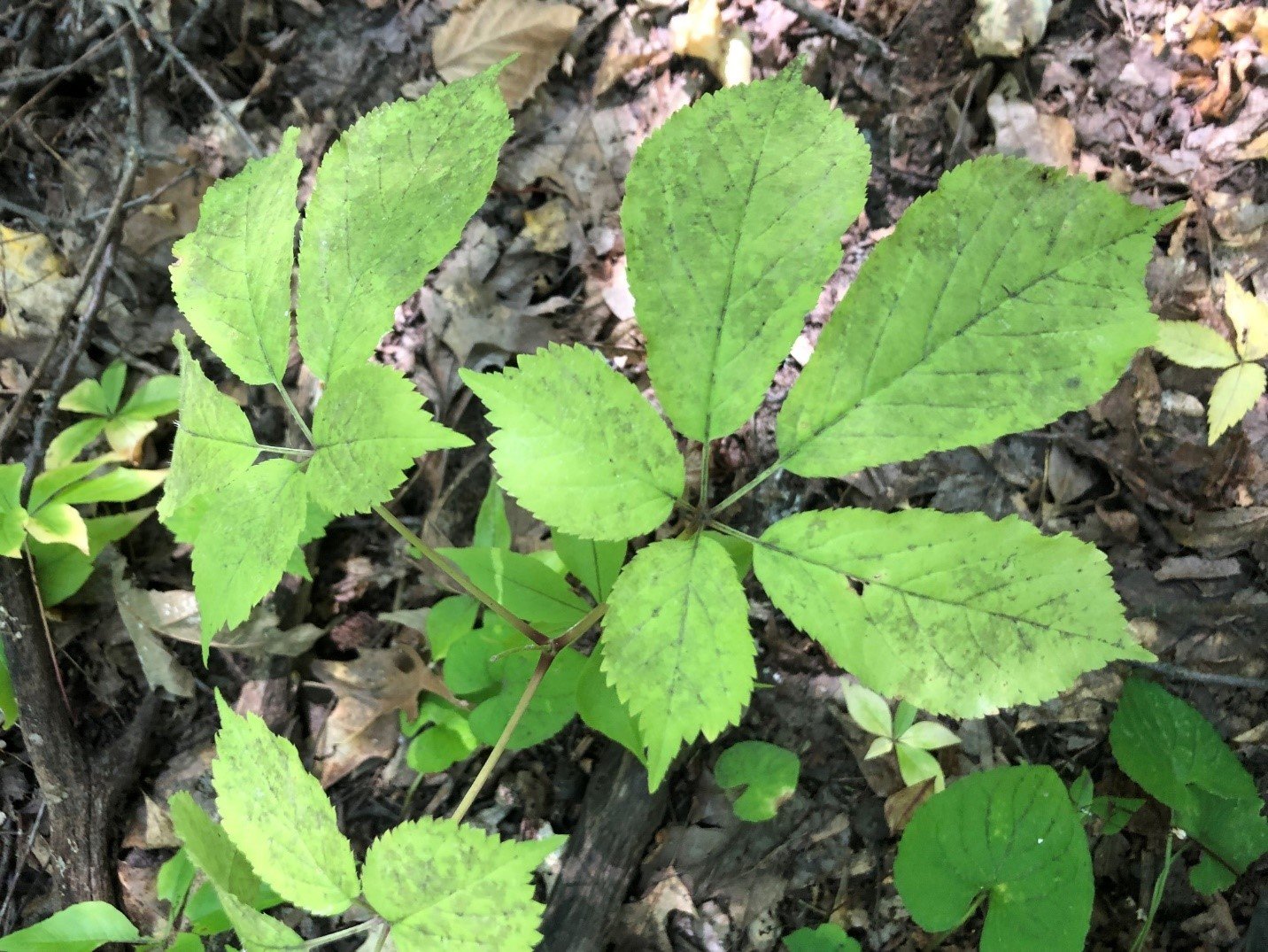  American ginseng ( Panax quinquefolius ), shown above, is just one of an incredible number of high native plants growing in Rita’s woodland. In spring, the forest floor is carpeted with native white trillium ( Trillium grandiflorum ) 