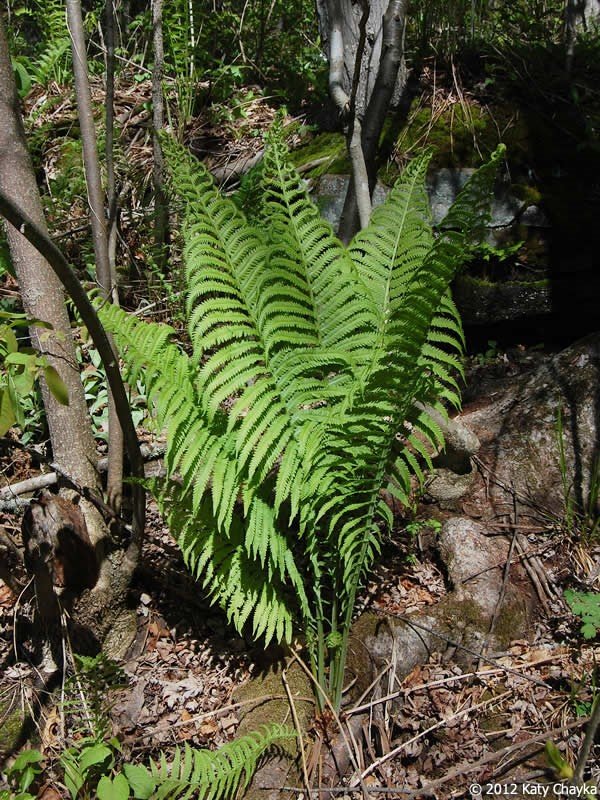 Ostrich ferns at maturity without fiddleheads