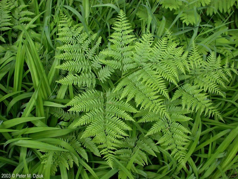 Bracken ferns have a whorl of 3 leaves (fronds) 