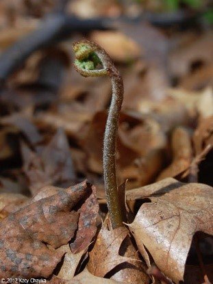 Bracken ferns fiddlehead with 3 prongs
