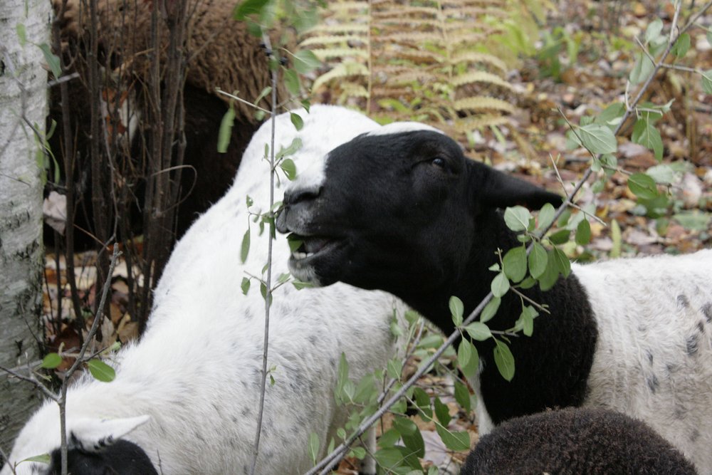 goats eating buckthorn.JPG