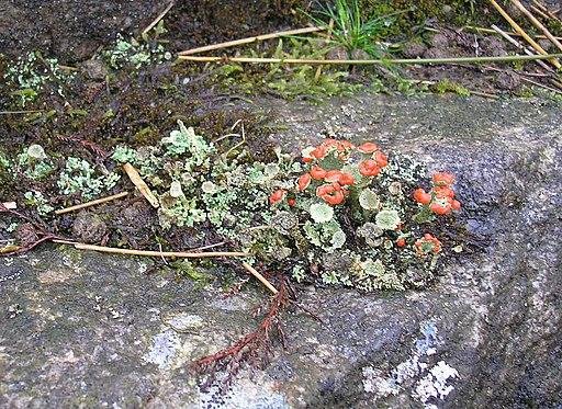 Lichen on a rock by&nbsp;John Illingworth, CC BY-SA 2.0 &lt;https://creativecommons.org/licenses/by-sa/2.0&gt;, via Wikimedia Commons