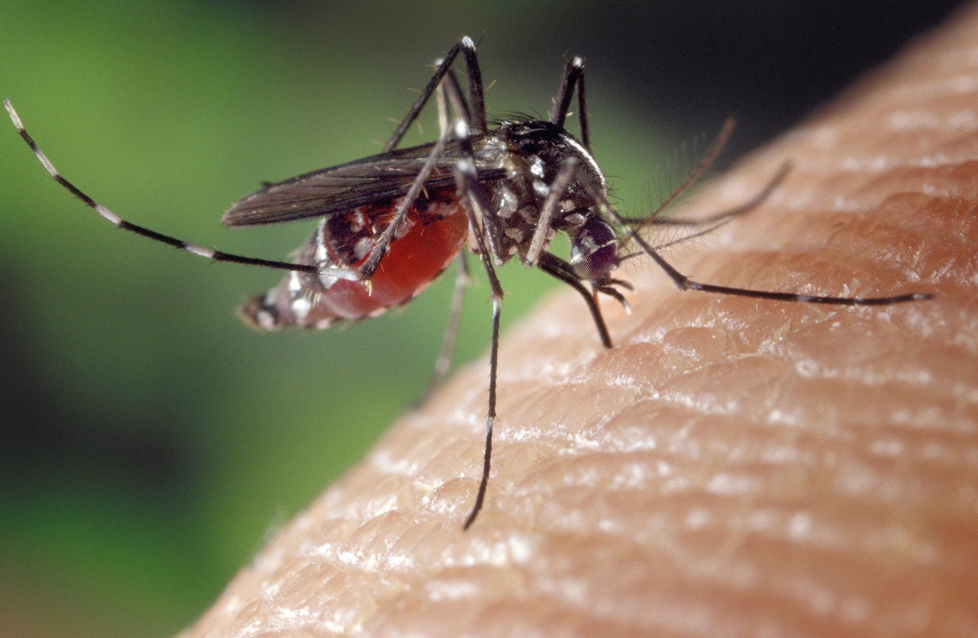 Are you lucky or unlucky when it comes to mosquito bits? Find out why some people are more attractive to mosquitoes.

https://www.smithsonianmag.com/science-nature/why-do-mosquitoes-bite-some-people-more-than-others-10255934/